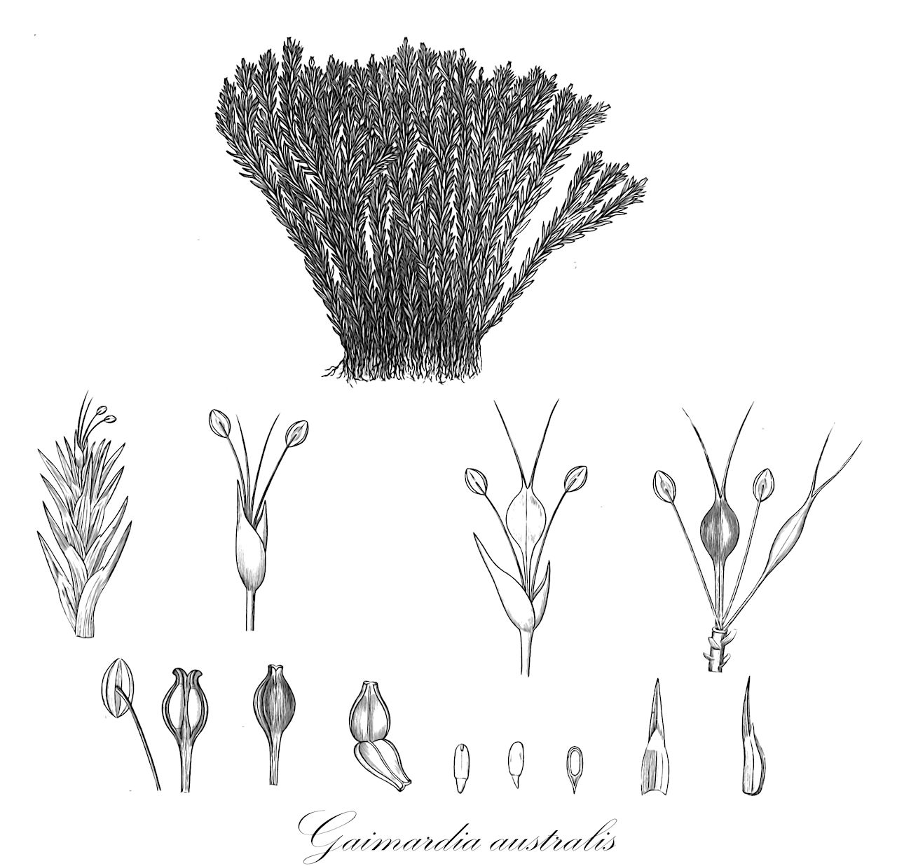 Gaimardia australis - Restionaceae,Plantae,Pteridobiotina,Angiosperms,Poales,Restionaceae,Gaimardia,Gaimardia australis,Gaimardia pusilla