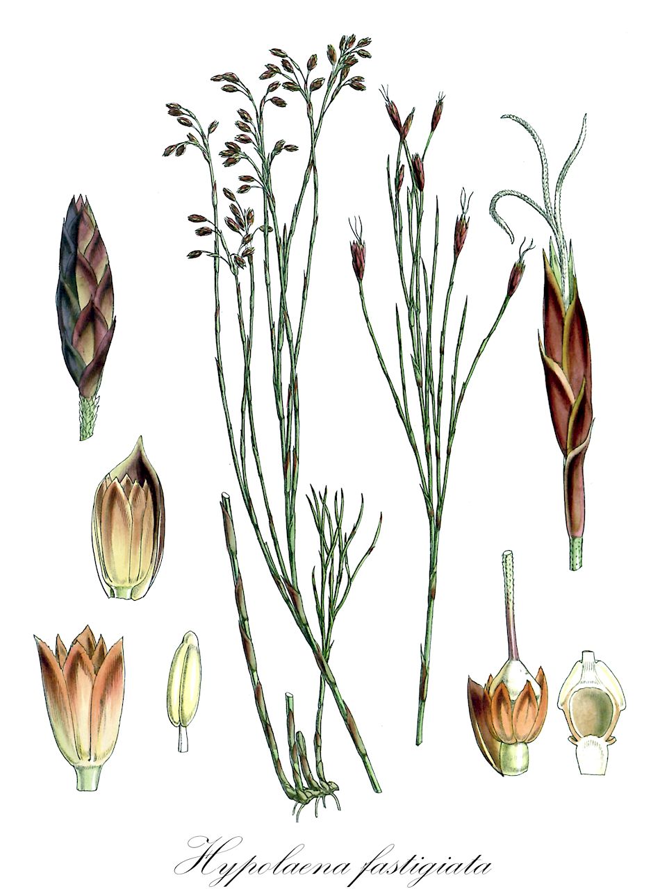 Hypolaena fastigiata - Restionaceae,Plantae,Pteridobiotina,Angiosperms,Poales,Restionaceae,Hypolaena,Hypolaena fastigiata,Calorophus fastigiatus, Hypolaena fastigiata var. grandiuscula