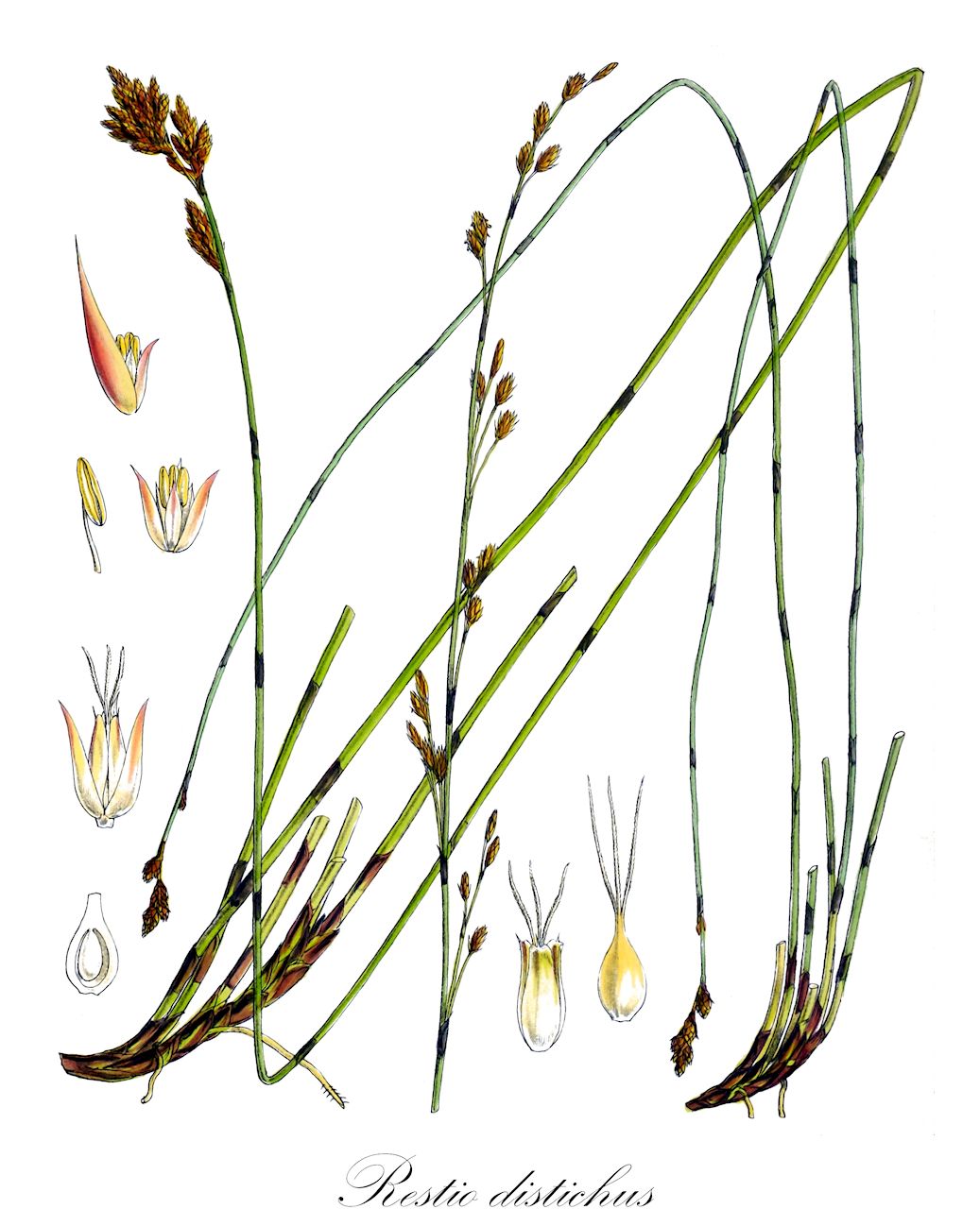 Restio distichus - Restionaceae,Plantae,Pteridobiotina,Angiosperms,Poales,Restionaceae,Restio,Restio distichus,Leptocarpus distichus, Leptocarpus simplex, Restio punctulatus, Restio simplex, Schoenodum simplex, Staberoha disticha, Thamnochortus distichus, Thamnochortus membranaceus