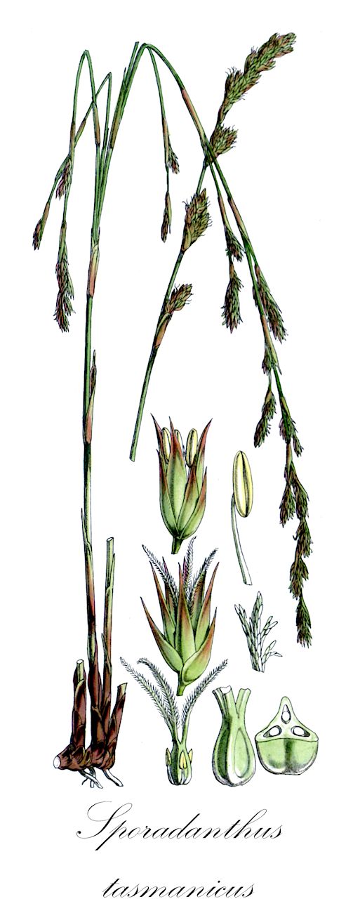 Sporadanthus tasmanicus - Restionaceae,Plantae,Pteridobiotina,Angiosperms,Poales,Restionaceae,Sporadanthus,Sporadanthus tasmanicus,Lepyrodia tasmanica