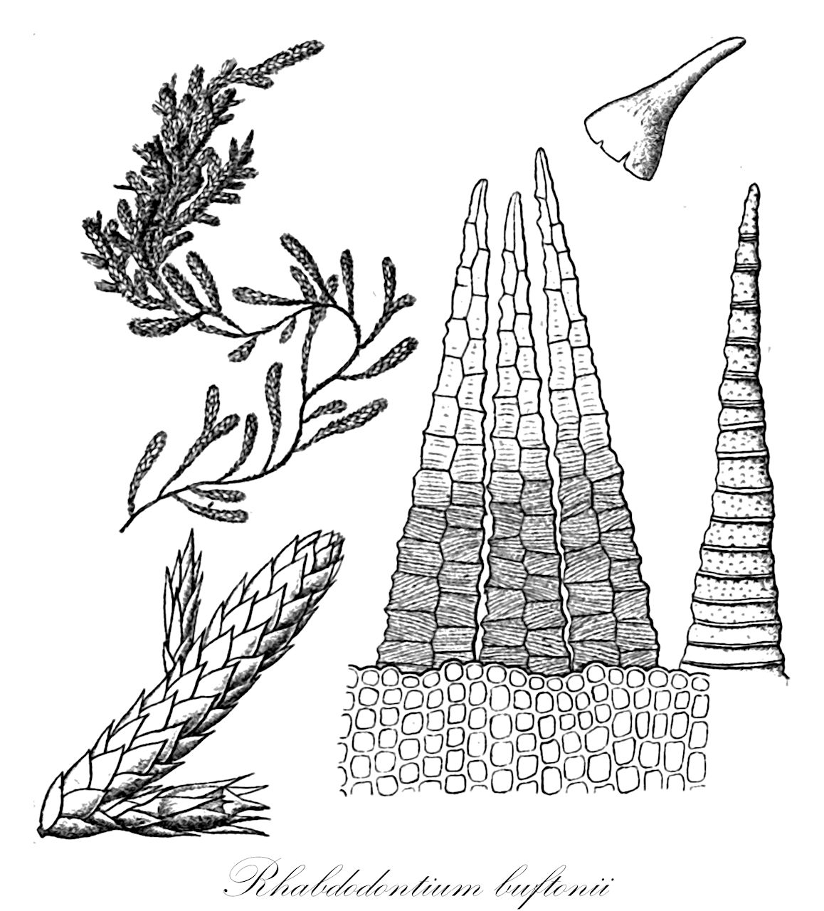 Rhabdodontium buftonii - Rhabdodontiaceae,Plantae,Bryobiotina,Bryophyta,Bryopsida,Bryidae,Hypnanae,Ptychomniales,Rhabdodontiaceae,Rhabdodontium,Rhabdodontium buftonii,Calyptothecium buftonii, Trachyloma buftonii