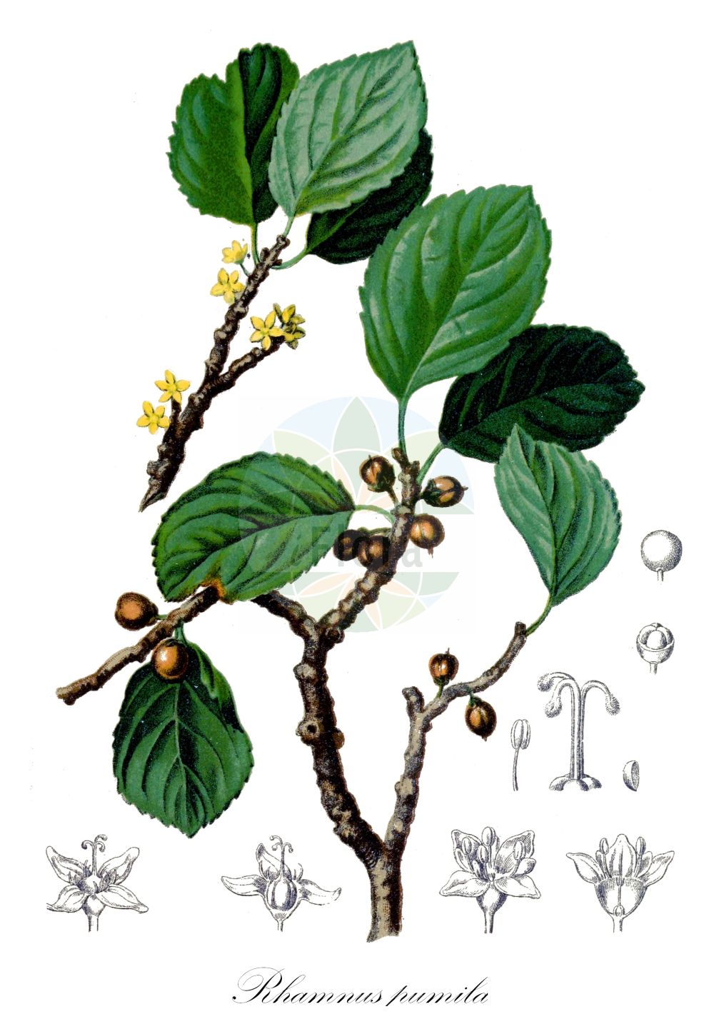 Rhamnus pumila - Rhamnaceae,Plantae,Pteridobiotina,Angiosperms,Rosales,Rhamnaceae,Rhamnus,Rhamnus pumila,Alaternus pumilus, Atadinus pumilus, Atulandra valentina, Frangula rotundifolia, Oreoherzogia pumila, Rhamnus alpina var. valentina, Rhamnus globulariifolia, Rhamnus neapolitana, Rhamnus pusilla, Rhamnus repens, Rhamnus subsempervirens, Rhamnus valentina, Rhamnus villarsii,Zwerg-Kreuzdorn;dwarf buckthorn;Nerprun nain;nerprun rampant;abarcapiedras;aliso bastardo;amargoso de peña;chopera;pudio achaparrado;Ranno spaccasassi;ramno nano;spincervino nano;ranno nano;spino cervino nano;жёстер низкорослый;жостер низкорослый;arrç;pjerzë;fic de roca;púdol de roca;púdol menut;patuljasta krkavina;nizka kozja češnja