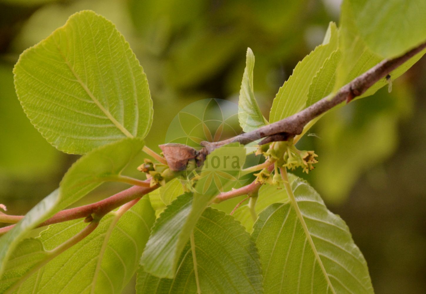Rhamnus alpina - Rhamnaceae,Plantae,Pteridobiotina,Angiosperms,Rosales,Rhamnaceae,Rhamnus,Rhamnus alpina,Alaternus alpinus, Atadinus alpinus, Frangula latifolia, Oreoherzogia alpina, Rhamnus alpina f. brevifolia, Rhamnus alpina var. brevifolia, Rhamnus imeretia, Rhamnus kabylica,Alpen-Kreuzdorn;Gewöhnlicher Alpen-Kreuzdorn;Krainer Kreuzdorn;buckthorns;Nerprun des Alpes;aliso bastardo;amargoso;boje;espino pudio;pudiguera;pudio;Ranno alpino;ramno alpino;frangola alpina;жёстер обманчивый;жостер обманчивый;dağ cehrisi;arrç;pjerzë;arbre dels fics;bernbort;fic;figuera borde;púdiga;pudiguera;púdol;púdol ver;pudós;vern bord;pasjak mnogožilni;алпийска зърника