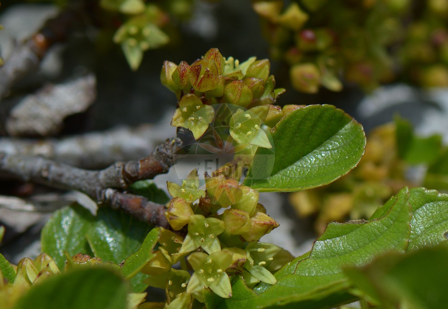 Rhamnus pumila - Rhamnaceae,Plantae,Pteridobiotina,Angiosperms,Rosales,Rhamnaceae,Rhamnus,Rhamnus pumila,Alaternus pumilus, Atadinus pumilus, Atulandra valentina, Frangula rotundifolia, Oreoherzogia pumila, Rhamnus alpina var. valentina, Rhamnus globulariifolia, Rhamnus neapolitana, Rhamnus pusilla, Rhamnus repens, Rhamnus subsempervirens, Rhamnus valentina, Rhamnus villarsii,Zwerg-Kreuzdorn;dwarf buckthorn;Nerprun nain;nerprun rampant;abarcapiedras;aliso bastardo;amargoso de peña;chopera;pudio achaparrado;Ranno spaccasassi;ramno nano;spincervino nano;ranno nano;spino cervino nano;жёстер низкорослый;жостер низкорослый;arrç;pjerzë;fic de roca;púdol de roca;púdol menut;patuljasta krkavina;nizka kozja češnja