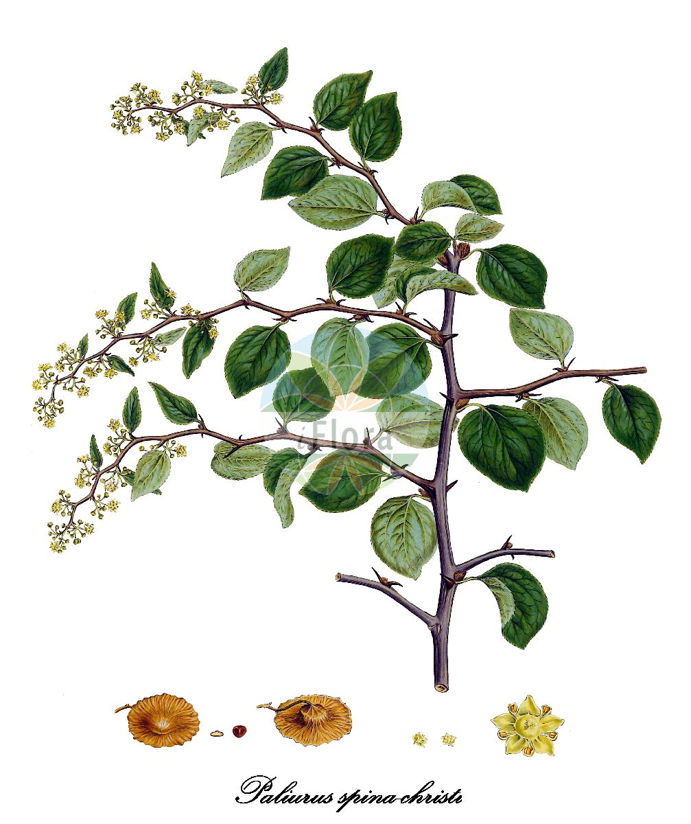 Paliurus spina-christi - Rhamnaceae,Plantae,Pteridobiotina,Angiosperms,Rosales,Rhamnaceae,Paliurus,Paliurus spina-christi,Paliurus aculeatus, Paliurus australis, Paliurus clypeiformis, Paliurus incurvus, Paliurus microcarpus, Paliurus paliurus, Paliurus petasus, Paliurus solitarius, Paliurus trinervatus, Paliurus vulgaris, Rhamnus australis, Rhamnus horrida, Rhamnus paliurus, Ziziphus paliurus, Ziziphus spina-christi, Ziziphus spina-christi var. microphylla,Christusdorn;jerusalem-thorn;christ-thorn;crown-of-thorns;paliure austral;epine du Christ;porte-chapeaux;argalou;épine du Christ;capelets;porte-chapeau;cambrón redondo;cambronera;escambrón;espina de Cristo;espina santa;espina vera;espinaresa;espino;paliuro;marruca;spina santa;porto capello;cappellini;marruca paliuro;porto-capello;soldini;spino-crocefissi;spino-gatto;spino-marocco;arvore-da-coroa-de-espinhos;espinheiro;paliuro;держидерево;палиурус христова колючка;karaçalı;drizë;arns;espina de Crist;espina negra;espina vera;espinavés;espinavessa;espinavís;paliür;pometes de Sant Juan;ull de veu;drača;navadni derak;держи-дерево звичайне;обикновена драка;вукодржица;драч;чалија;eshmar kotzani;אֶשְׁמָר קוֹצָנִי