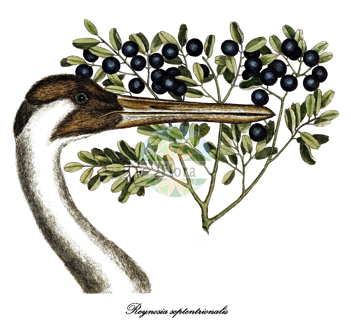 Reynosia septentrionalis - Rhamnaceae,Plantae,Pteridobiotina,Angiosperms,Rosales,Rhamnaceae,Reynosia,Reynosia septentrionalis,darling-plum