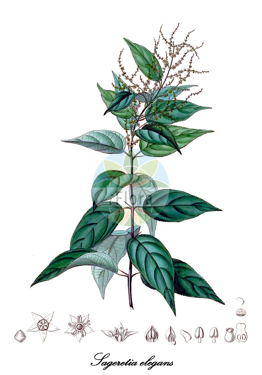 Sageretia elegans - Rhamnaceae,Plantae,Pteridobiotina,Angiosperms,Rosales,Rhamnaceae,Sageretia,Sageretia elegans,Gouania lehmannii, Rhamnus elegans, Rhamnus spicata, Sageretia lehmannii, Sageretia salamensis