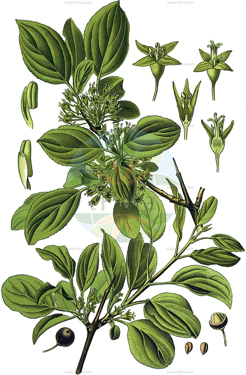 Rhamnus cathartica - Rhamnaceae,Plantae,Pteridobiotina,Angiosperms,Rosales,Rhamnaceae,Rhamnus,Rhamnus cathartica,Cervispina cathartica, Rhamnus cadevalli, Rhamnus elbursensis, Rhamnus hydriensis, Rhamnus sylvatica, Rhamnus wichellii, Rhamnus wicklia, Rhamnus wihhor, Rhamnus willdenowiana, Rhamnus xanthocarpa,Purgier-Kreuzdorn;Echter Kreuzdorn;buckthorn;common buckthorn;european buckthorn;nerprun cathartique;purging buckthorn;Nerprun purgatif;epine noire;épine noire;bourgue épine;épine de cerf;nerprun officinal;noirprun;punajer;aladierno;cambron;espino cervino;alaterno;cambrón;aladierna purgante;cerval;cervispino;espina cervina;espino cerval;espino de ciervo;espino hediondo;espino negro;Spinocervino;spincervino;ramno catartico;ranno catartico;spino cervino;spino merlo;wegedoorn;cambra;cambroeiro;cambrões;escambroeiro;espinha-cervina;espinha-de-veado;espinheiro-cambra;espinheiro-cerval;жестер слабительный;ak diken;arrç;pjerzë;aladern;arç;cambró;espina cervina;espina cervina vera;espino blanch;prunelló silvestre;ramn;prava krkavina;vägtorn;getapel;vrietorn;szakłak pospolity;čistilna kozja češnja;varjútövis benge;řešetlák počistivý;rešetliak prečisťujúci;жостір проносний;cлабителна зърника;türnpuu;parastais pabērzs;geitved;orapaatsama;dygioji šunobelė;λευκαγκά;σπυράκι