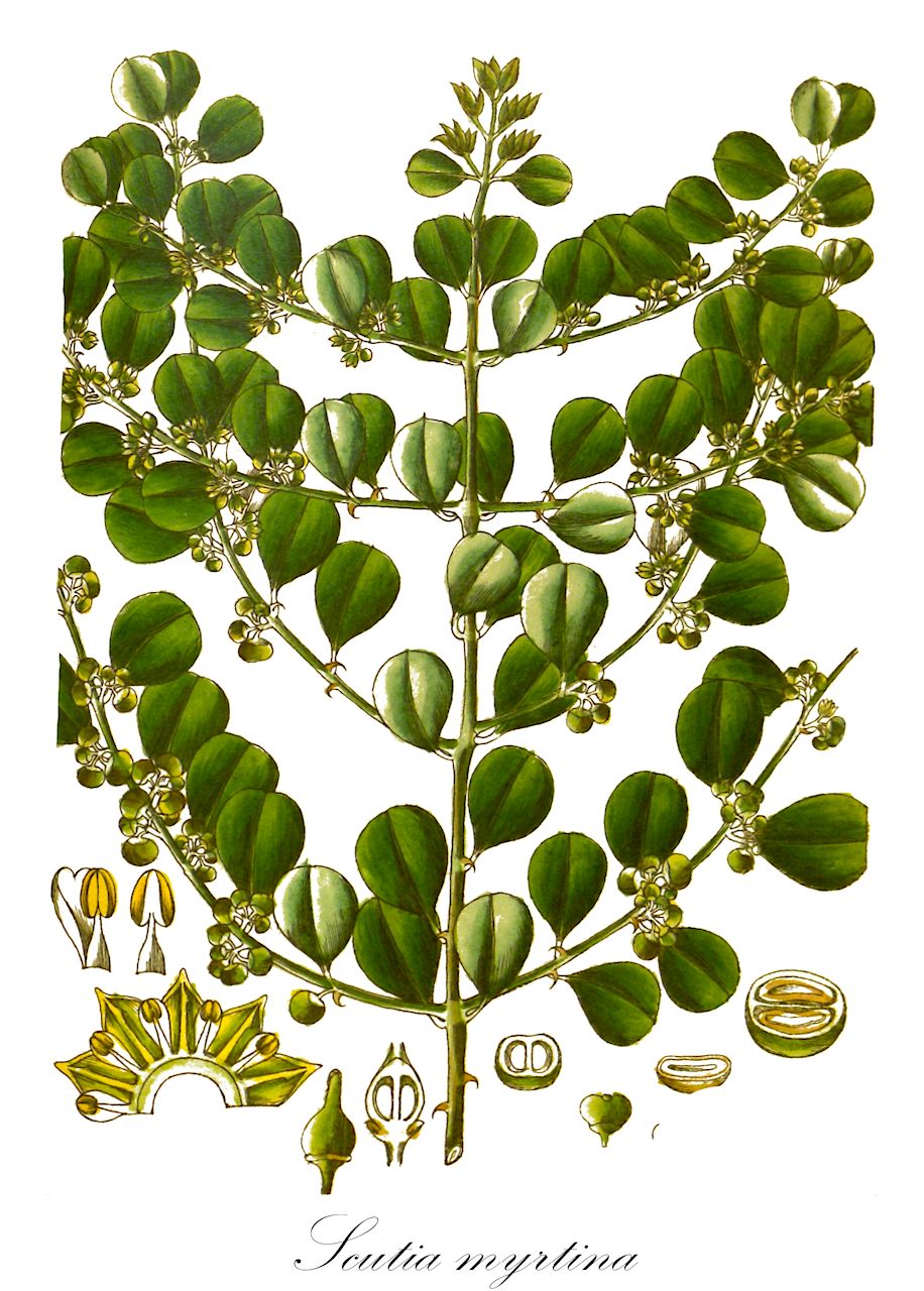 Scutia myrtina - Rhamnaceae,Plantae,Pteridobiotina,Angiosperms,Rosales,Rhamnaceae,Scutia,Scutia myrtina,Adolia alba, Adolia capensis, Adolia myrtina, Adolia obcordata, Adolia rubra, Blepetalon aculeatum, Catha zeylanica, Ceanothus capensis, Ceanothus circumscissus, Ceanothus circumscissus var. pauciflorus, Ceanothus zeyhanicus, Celastrus zeylanicus, Rhamnus capensis, Rhamnus circumscissa, Rhamnus indica, Rhamnus myrtina, Scutia capensis, Scutia capensis f. obcordata, Scutia circumcissa, Scutia commersonii, Scutia eberhardtii, Scutia hutchinsonii, Scutia lucida, Scutia myrtina var. emarginata, Scutia natalensis, Scutia obcordata, Scutia rheediana, Ziziphus capensis