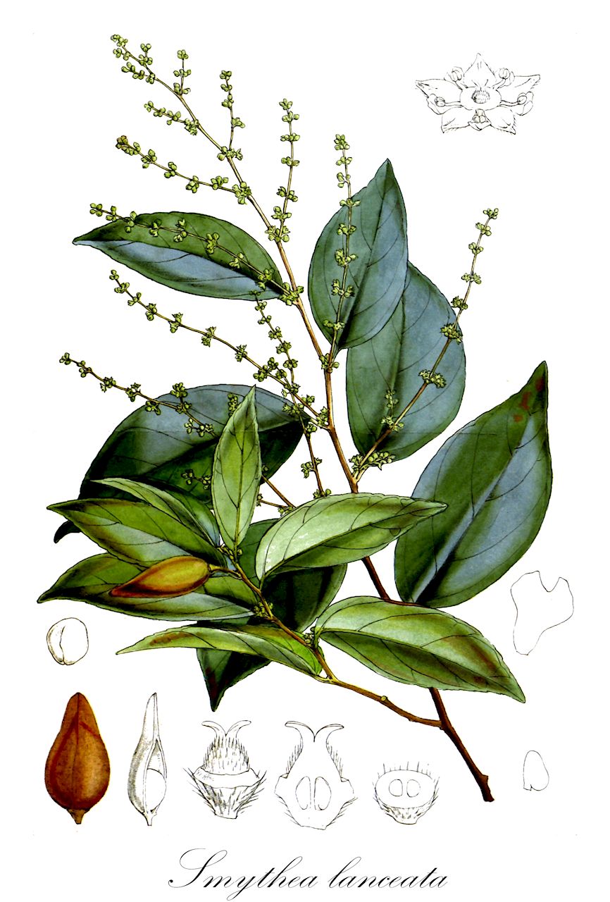 Smythea lanceata - Rhamnaceae,Plantae,Pteridobiotina,Angiosperms,Rosales,Rhamnaceae,Smythea,Smythea lanceata,Berchemia trichantha, Smythea dupontii, Smythea novoguineensis, Smythea pacifica, Smythea reticulata, Smythea trichantha, Ventilago cernua, Ventilago fasciculiflora, Ventilago lanceata