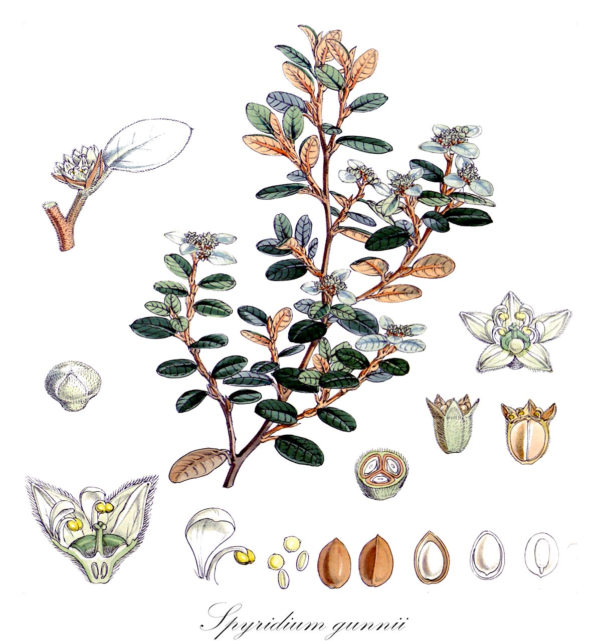 Spyridium gunnii - Rhamnaceae,Plantae,Pteridobiotina,Angiosperms,Rosales,Rhamnaceae,Spyridium,Spyridium gunnii,Cryptandra gunnii