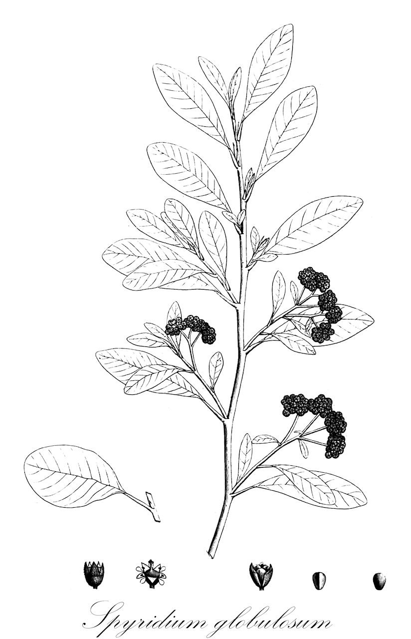 Spyridium globulosum - Rhamnaceae,Plantae,Pteridobiotina,Angiosperms,Rosales,Rhamnaceae,Spyridium,Spyridium globulosum,Ceanothus globulosus, Cryptandra globulosa, Pomaderris aemula, Pomaderris phillyraefolia, Pomaderris phillyreifolia, Pomaderris polyantha, Trymalium globulosum