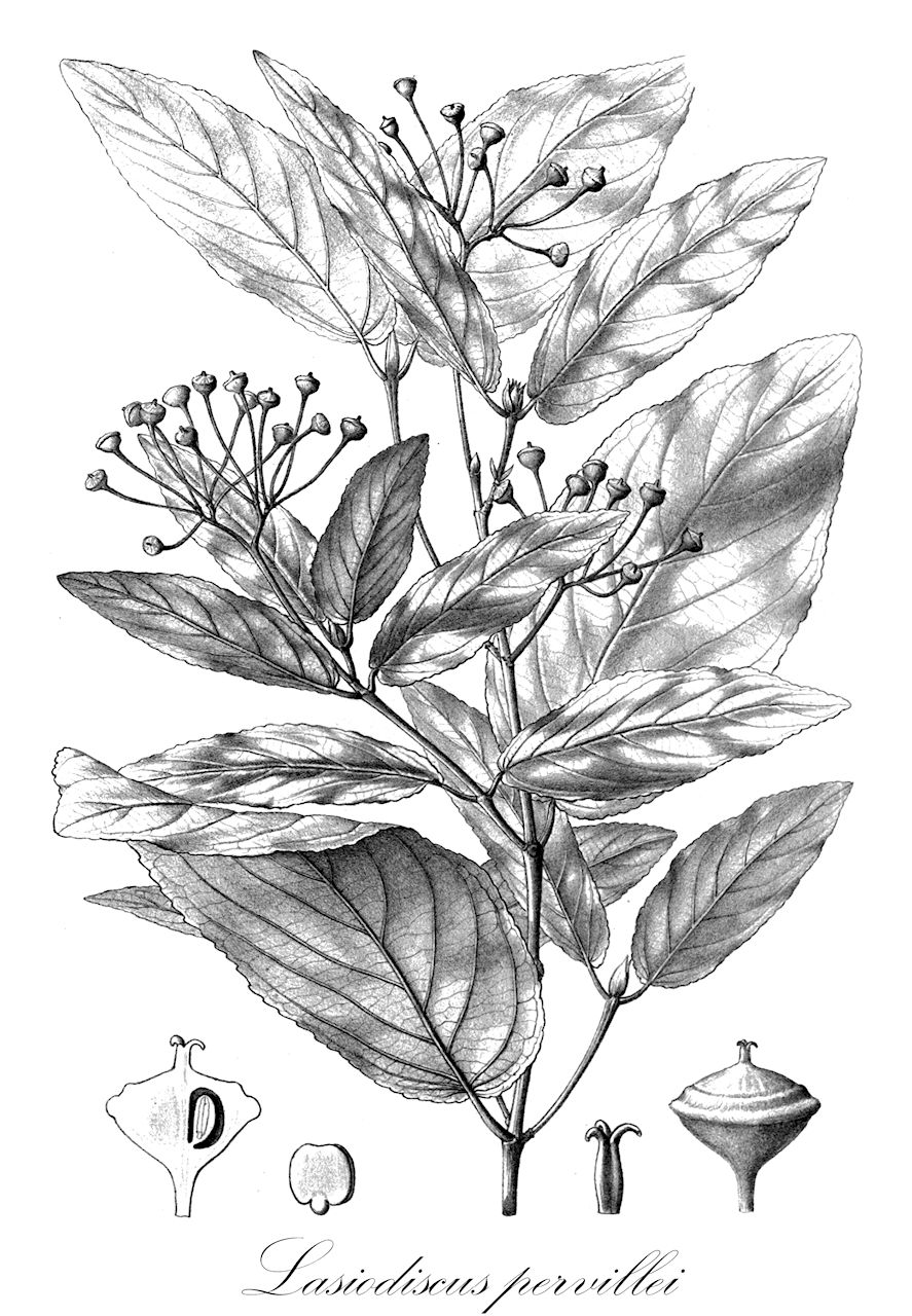 Lasiodiscus pervillei - Rhamnaceae,Plantae,Pteridobiotina,Angiosperms,Rosales,Rhamnaceae,Lasiodiscus,Lasiodiscus pervillei,Lasiodiscus mildbraedii var. undulatus, Lasiodiscus pervillei subsp. pervillei