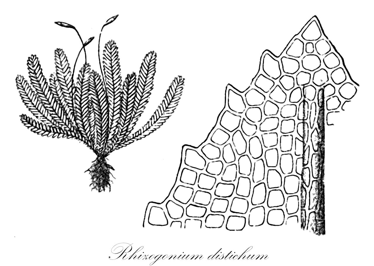 Rhizogonium distichum - Rhizogoniaceae,Plantae,Bryobiotina,Bryophyta,Bryopsida,Bryidae,Bryanae,Rhizogoniales,Rhizogoniaceae,Rhizogonium,Rhizogonium distichum,Hypnum distichum, Mnium distichum, Rhizogonium muelleri