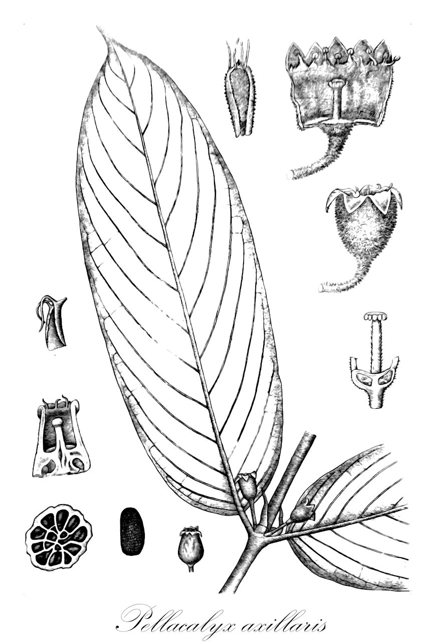 Pellacalyx axillaris - Rhizophoraceae,Plantae,Pteridobiotina,Angiosperms,Malpighiales,Rhizophoraceae,Pellacalyx,Pellacalyx axillaris,Craterianthus fimbripetalus