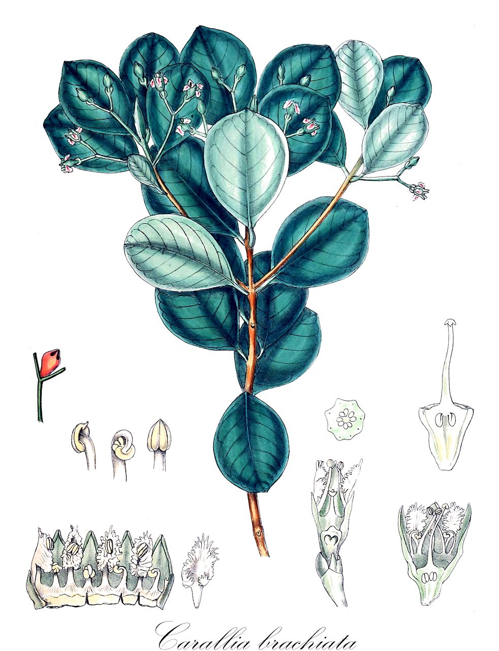 Carallia brachiata - Rhizophoraceae,Plantae,Pteridobiotina,Angiosperms,Malpighiales,Rhizophoraceae,Carallia,Carallia brachiata,Baraultia madagascariensis, Barraldeia madagascariensis, Barraldeia madagascariensis, Bruguiera nemorosa, Carallia arguta, Carallia baraldeia, Carallia celebica, Carallia cerisopsifolia, Carallia ceylanica, Carallia confinis, Carallia confinis var. latifolia, Carallia confinis var. oxyodon, Carallia confinis var. pauciflora, Carallia corymbosa, Carallia cuprea, Carallia cuspidata, Carallia densiflora, Carallia floribunda, Carallia integerrima, Carallia integrifolia, Carallia lanceaefolia, Carallia lanceolaria, Carallia lucida, Carallia madagascariensis, Carallia multiflora, Carallia multiflora, Carallia obcordata, Carallia octopetala, Carallia scortechinii, Carallia sinensis, Carallia spinulosa, Carallia symmetria, Carallia timorensis, Carallia viridiflora, Carallia zeylanica, Demidofia nodosa, Diatoma brachiata, Eugenia cupulifera, Karekandelia brachiata, Karekandelia calycina, Karekandelia celebica, Karekandelia confinis, Karekandelia cuspidata, Karekandelia lanceaefolia, Karekandelia multiflora, Petalotoma brachiata, Stalagmitis lamponga, Symmetria obovata