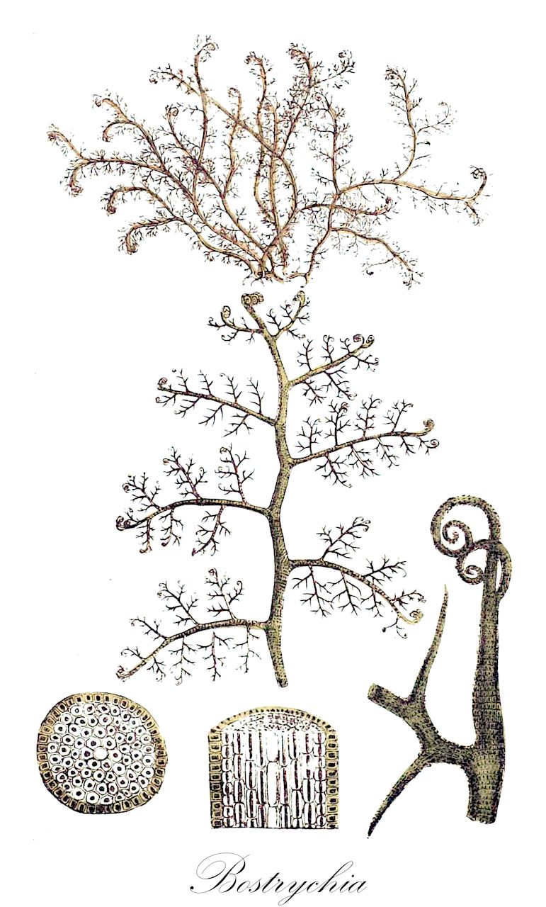 Bostrychia - Rhodophyta,Biota,Plantae,Rhodophyta,Eurhodophytina,Florideophyceae,Ceramiales,Rhodomelaceae,Bostrychia,Amphibia