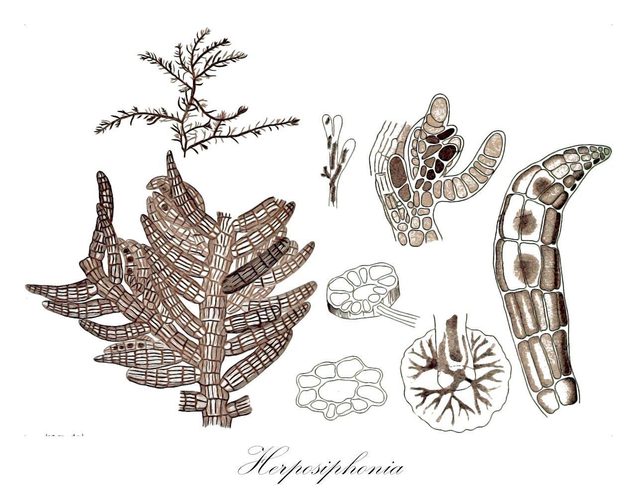 Herposiphonia - Rhodophyta,Biota,Plantae,Rhodophyta,Eurhodophytina,Florideophyceae,Ceramiales,Rhodomelaceae,Herposiphonia
