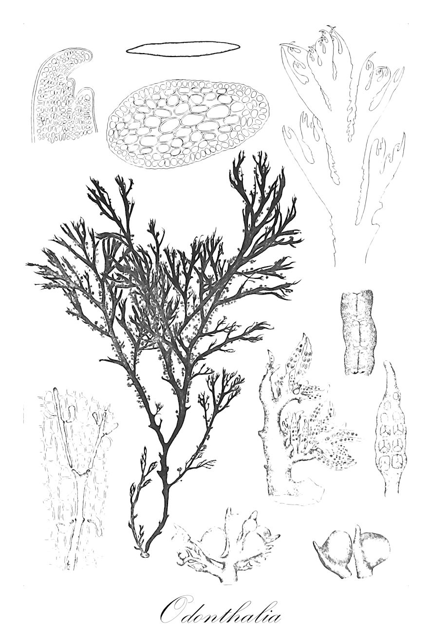 Odonthalia - Rhodomelaceae,Biota,Plantae,Rhodophyta,Eurhodophytina,Florideophyceae,Ceramiales,Rhodomelaceae,Odonthalia,Atomaria