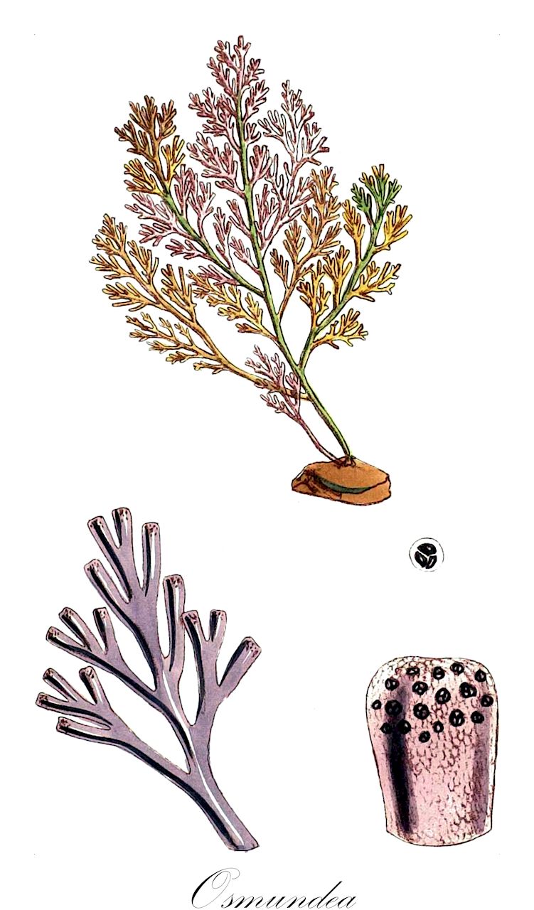 Osmundea - Rhodophyta,Biota,Plantae,Rhodophyta,Eurhodophytina,Florideophyceae,Ceramiales,Rhodomelaceae,Osmundea