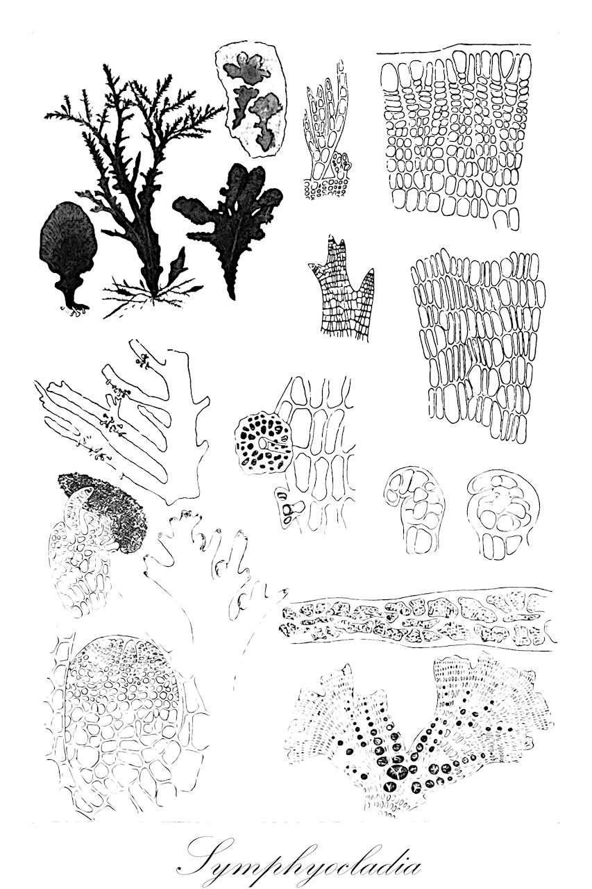 Symphyocladia - Rhodophyta,Biota,Plantae,Rhodophyta,Eurhodophytina,Florideophyceae,Ceramiales,Rhodomelaceae,Symphyocladia,Symphiocladia