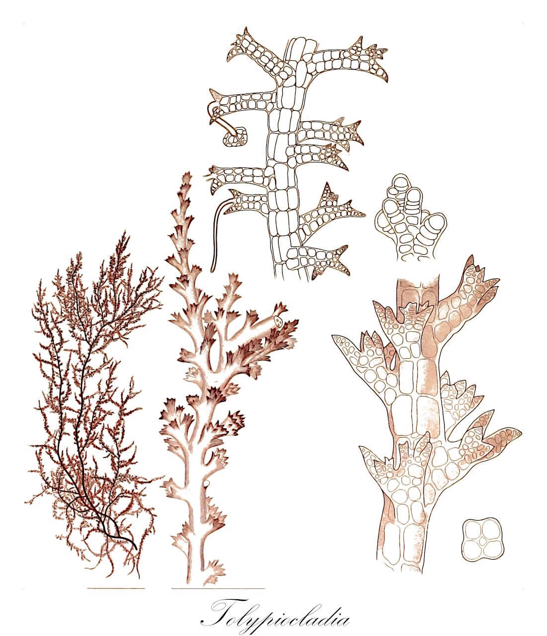 Tolypiocladia - Rhodophyta,Biota,Plantae,Rhodophyta,Eurhodophytina,Florideophyceae,Ceramiales,Rhodomelaceae,Tolypiocladia,Roschera