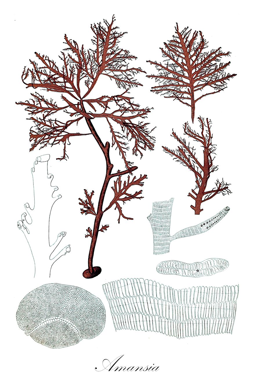 Amansia - Phyllanthaceae,Biota,Plantae,Rhodophyta,Eurhodophytina,Florideophyceae,Ceramiales,Rhodomelaceae,Amansia