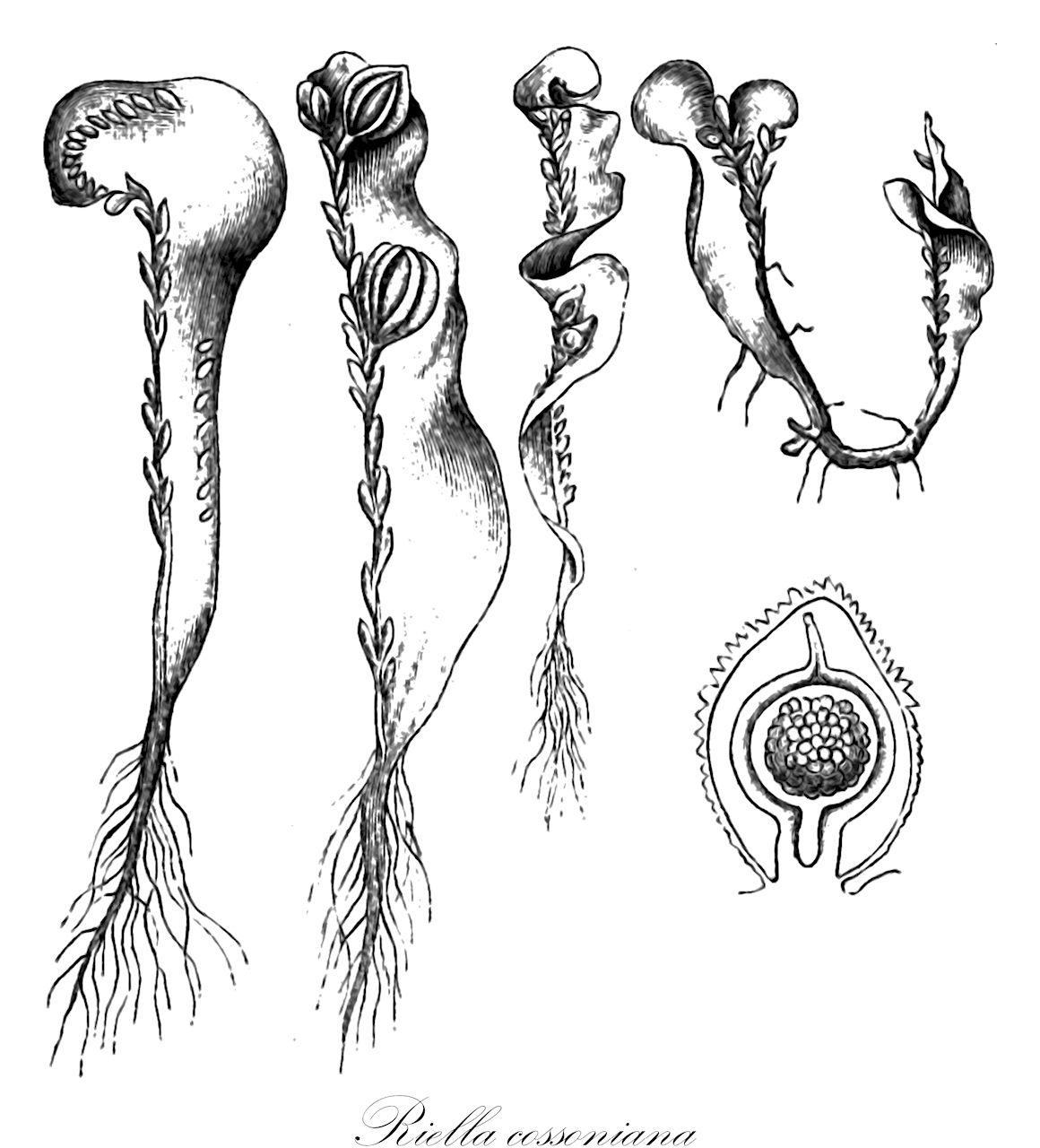 Riella cossoniana - Riellaceae,Plantae,Bryobiotina,Marchantiophyta,Marchantiopsida,Marchantiidae,Sphaerocarpales,Riellaceae,Riella,Riella cossoniana,Riella paulsenii