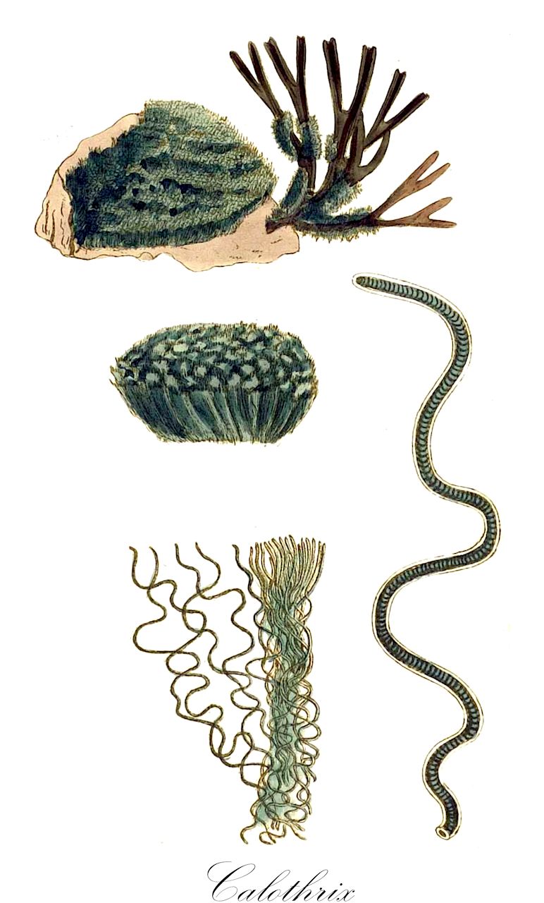 Calothrix - Rivulariaceae,Biota,Bacteria,Negibacteria,Cyanobacteria,Cyanophyceae,Nostocales,Rivulariaceae,Calothrix