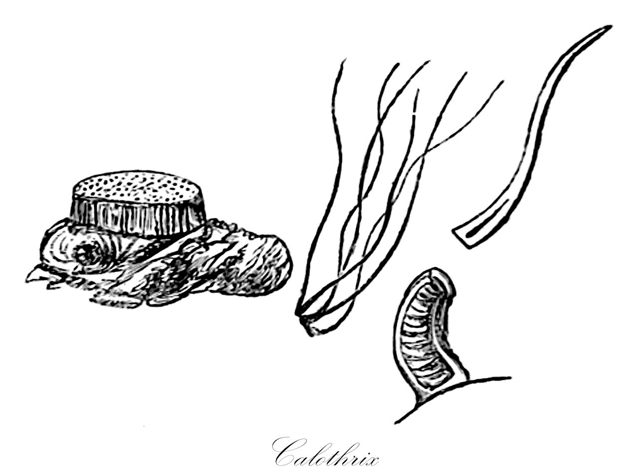 Calothrix - Rivulariaceae,Biota,Bacteria,Negibacteria,Cyanobacteria,Cyanophyceae,Nostocales,Rivulariaceae,Calothrix