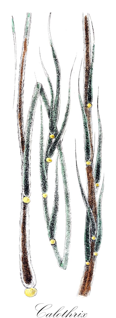 Calothrix - Rivulariaceae,Biota,Bacteria,Negibacteria,Cyanobacteria,Cyanophyceae,Nostocales,Rivulariaceae,Calothrix