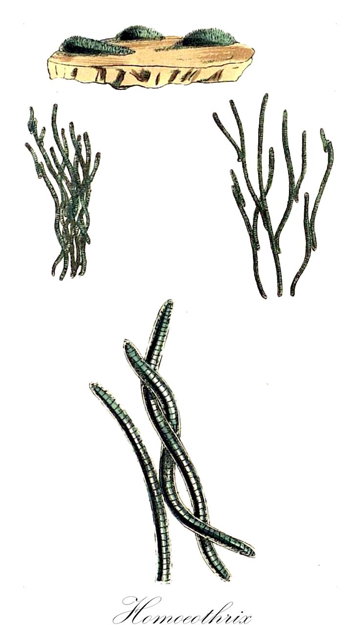 Homoeothrix - Rivulariaceae