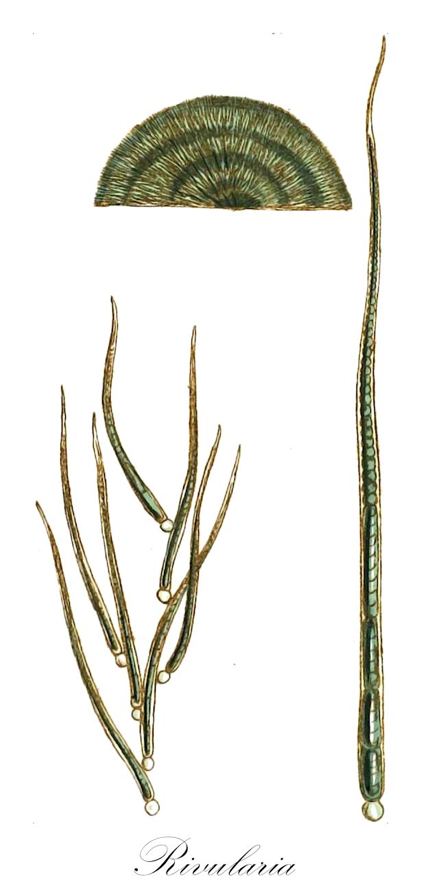 Rivularia - Cyanobacteria,Biota,Bacteria,Negibacteria,Cyanobacteria,Cyanophyceae,Nostocales,Rivulariaceae,Rivularia