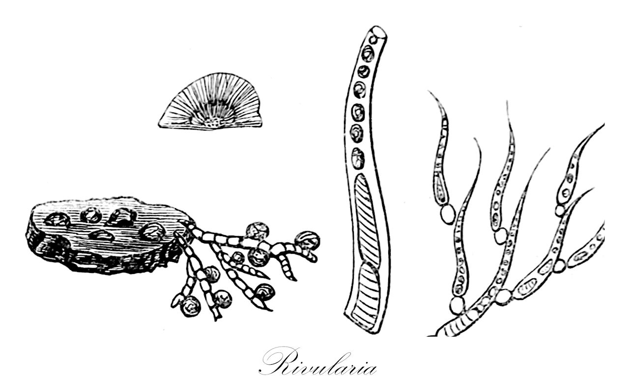 Rivularia - Rivulariaceae,Biota,Bacteria,Negibacteria,Cyanobacteria,Cyanophyceae,Nostocales,Rivulariaceae,Rivularia