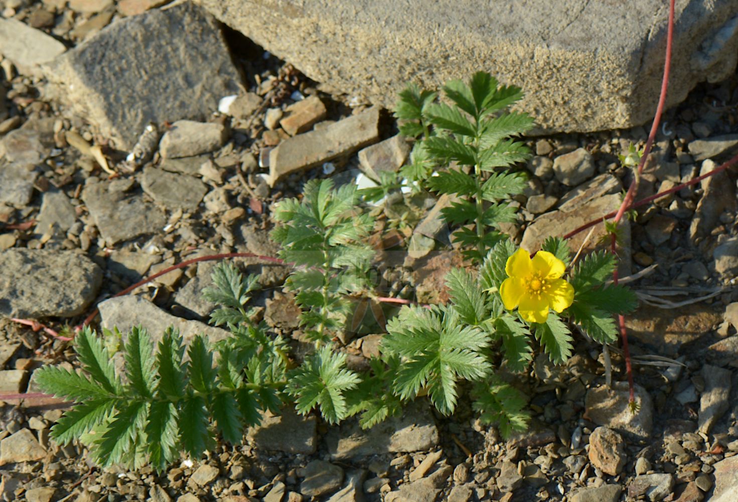 Foto von Argentina anserina (Gänse-Fingerkraut - Silverweed). Das Bild zeigt Blatt und Bluete. Das Foto wurde in Ufer des Möhnesees, Delecke, Soest, Nordrhein-Westfalen, Deutschland, Sauerland aufgenommen. ---- Photo of Argentina anserina (Gänse-Fingerkraut - Silverweed). The image is showing leaf and flower. The picture was taken in Shore of the Moehnesee, Delecke, Soest, North Rhine-Westphalia, Germany, Sauerland.(Argentina anserina,Gänse-Fingerkraut,Silverweed,Argentina anserina,Dactylophyllum anserina,Dasiphora anserina,Fragaria anserina,Potentilla anserina,Tormentilla anserina,Gaense-Fingerkraut,Anserine,Silverweed,Pacific Silverweed,Silverweed Cinquefoil,Argentina,Rosaceae,Rosengewächse,Rose family,Blatt,Bluete,leaf,flower)