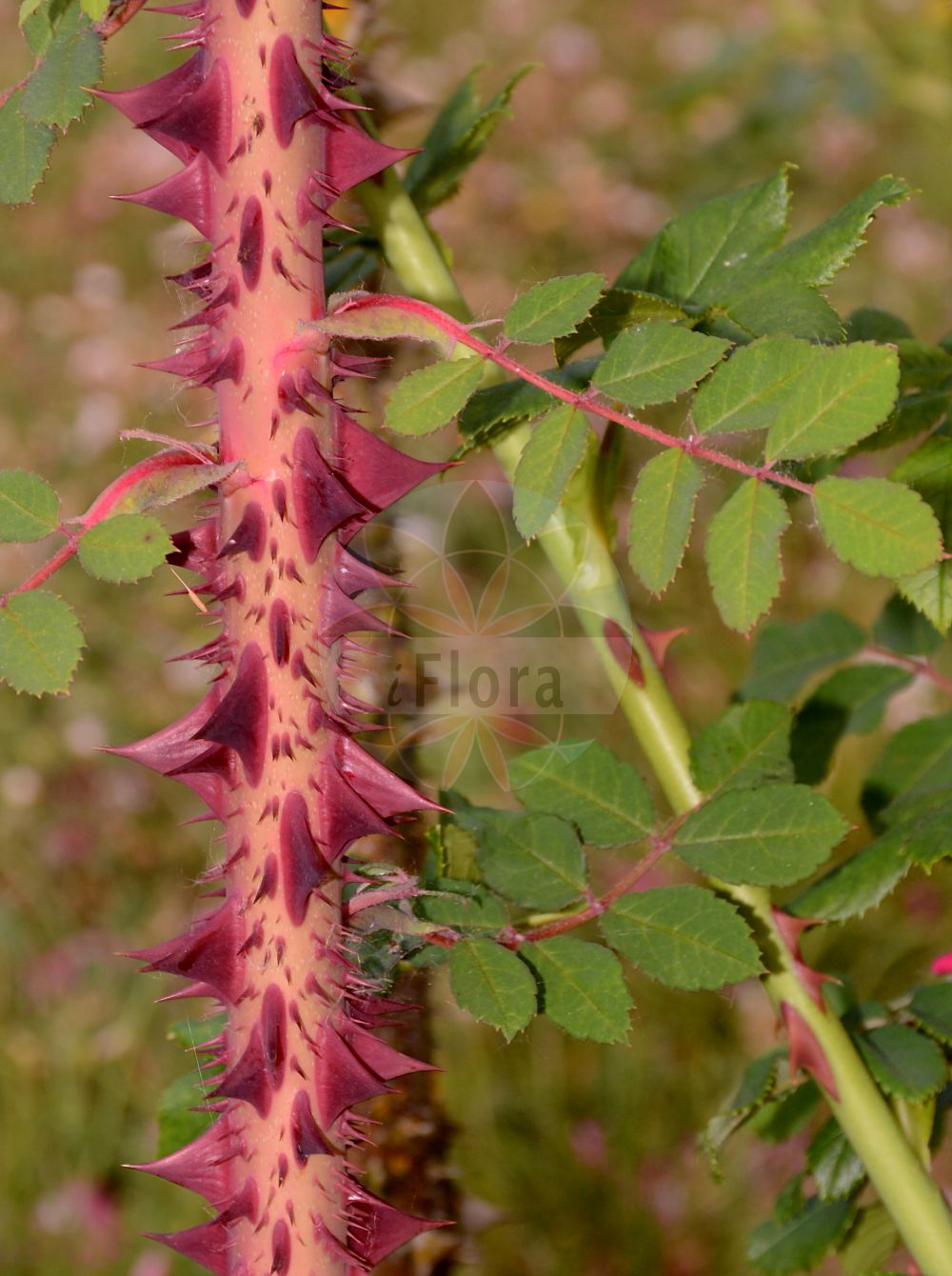 Foto von Rosa x highdownensis. Das Bild zeigt Dorn und Blatt. Das Foto wurde in Sangerhausen, Mansfeld-Südharz, Sachsen-Anhalt, Deutschland aufgenommen. ---- Photo of Rosa x highdownensis. The image is showing thorn and leaf. The picture was taken in Sangerhausen, Mansfeld-Suedharz, Saxony-Anhalt, Germany.(Rosa x highdownensis,Rosa,Rose,Rose,Rosaceae,Rosengewächse,Rose family,Dorn,Blatt,thorn,leaf)