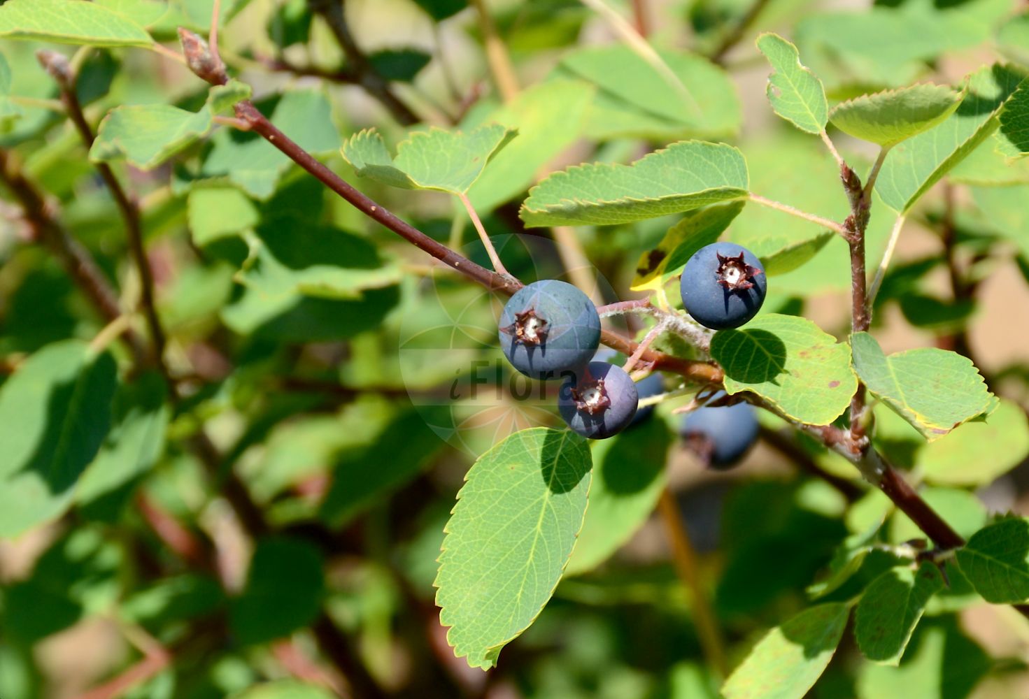 Foto von Amelanchier ovalis (Gewöhnliche Felsenbirne). Das Bild zeigt Blatt und Frucht. Das Foto wurde in Mainz, Rheinland-Pfalz, Deutschland aufgenommen. ---- Photo of Amelanchier ovalis (Gewöhnliche Felsenbirne). The image is showing leaf and fruit. The picture was taken in Mainz, Rhineland-Palatinate, Germany.(Amelanchier ovalis,Gewöhnliche Felsenbirne,Amelanchier ovalis,Amelanchus ovalis,Aronia amelanchier,Crataegus amelanchier,Mespilus amelanchier,Pyrenia amelanchier,Pyrus amelanchier,Sorbus amelanchier,Gewoehnliche Felsenbirne,Amelanchier,Felsenbirne,Serviceberry,Rosaceae,Rosengewächse,Rose family,Blatt,Frucht,leaf,fruit)
