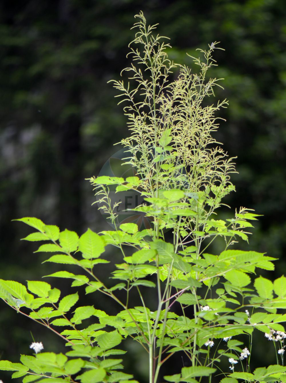 Foto von Aruncus dioicus (Wald-Geißbart - Buck's-beard). Das Bild zeigt Blatt und Bluete. Das Foto wurde in Juliana, Trenta, Slowenien aufgenommen. ---- Photo of Aruncus dioicus (Wald-Geißbart - Buck's-beard). The image is showing leaf and flower. The picture was taken in Juliana, Trenta, Slovenia.(Aruncus dioicus,Wald-Geißbart,Buck's-beard,Actaea dioica,Aruncus dioicus,Aruncus sylvestris,Aruncus vulgaris,Astilbe aruncus,Spiraea aruncus,Ulmaria aruncus,Wald-Geissbart,Buck's-beard,Goatsbeard,Bride's Feathers,Aruncus,Geißbart,Goatsbeard,Rosaceae,Rosengewächse,Rose family,Blatt,Bluete,leaf,flower)