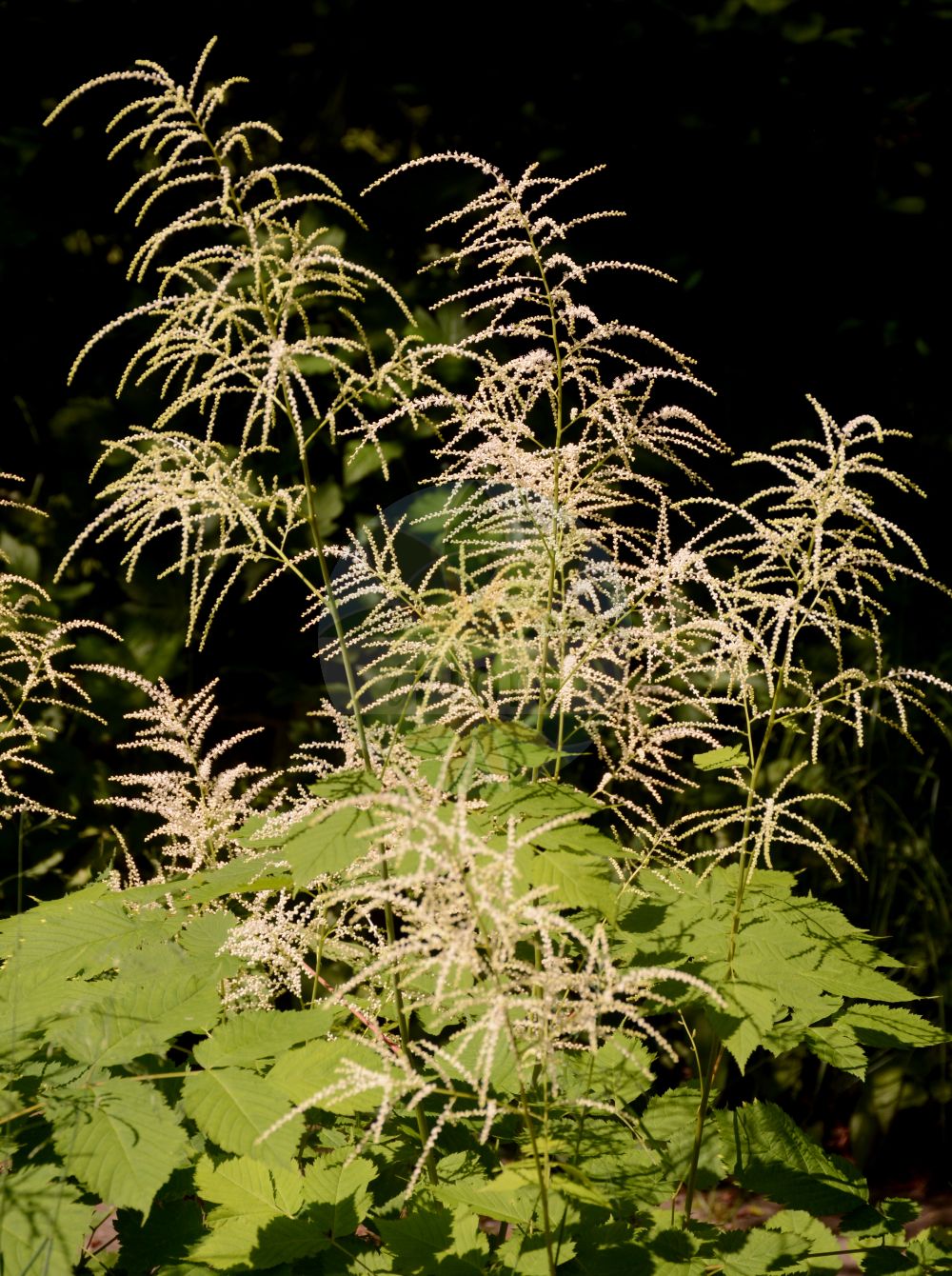 Foto von Aruncus dioicus (Wald-Geißbart - Buck's-beard). Das Bild zeigt Blatt und Bluete. Das Foto wurde in Linz, Oberösterreich, Österreich aufgenommen. ---- Photo of Aruncus dioicus (Wald-Geißbart - Buck's-beard). The image is showing leaf and flower. The picture was taken in Linz, Upper Austria, Austria.(Aruncus dioicus,Wald-Geißbart,Buck's-beard,Actaea dioica,Aruncus dioicus,Aruncus sylvestris,Aruncus vulgaris,Astilbe aruncus,Spiraea aruncus,Ulmaria aruncus,Wald-Geissbart,Buck's-beard,Goatsbeard,Bride's Feathers,Aruncus,Geißbart,Goatsbeard,Rosaceae,Rosengewächse,Rose family,Blatt,Bluete,leaf,flower)