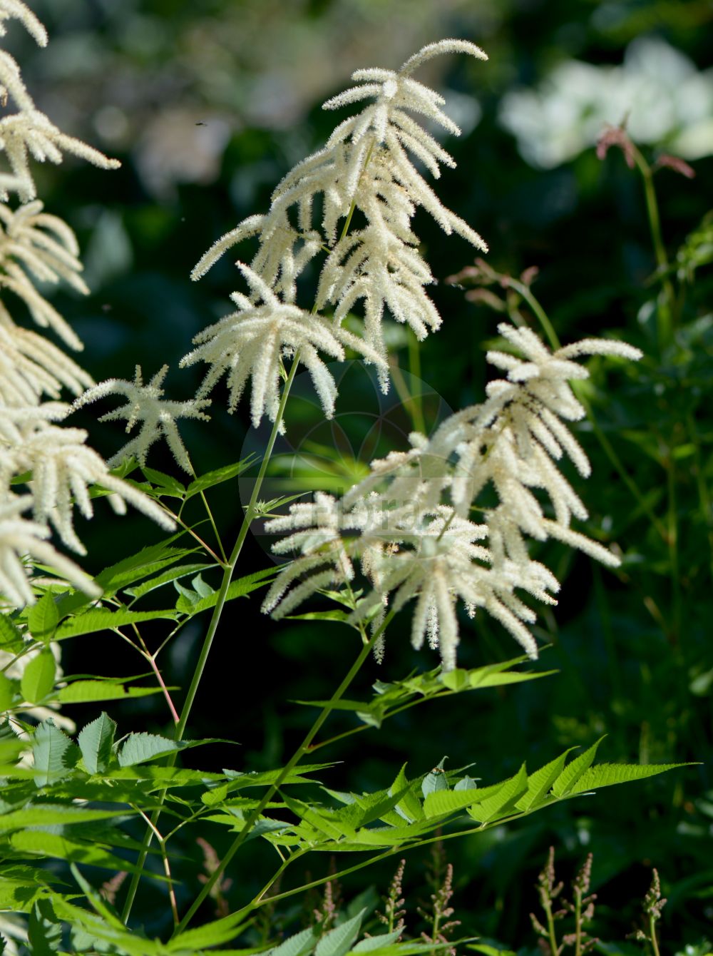 Foto von Aruncus dioicus (Wald-Geißbart - Buck's-beard). Das Bild zeigt Blatt und Bluete. Das Foto wurde in Göteborg, Schweden aufgenommen. ---- Photo of Aruncus dioicus (Wald-Geißbart - Buck's-beard). The image is showing leaf and flower. The picture was taken in Gothenburg, Sweden.(Aruncus dioicus,Wald-Geißbart,Buck's-beard,Actaea dioica,Aruncus dioicus,Aruncus sylvestris,Aruncus vulgaris,Astilbe aruncus,Spiraea aruncus,Ulmaria aruncus,Wald-Geissbart,Buck's-beard,Goatsbeard,Bride's Feathers,Aruncus,Geißbart,Goatsbeard,Rosaceae,Rosengewächse,Rose family,Blatt,Bluete,leaf,flower)