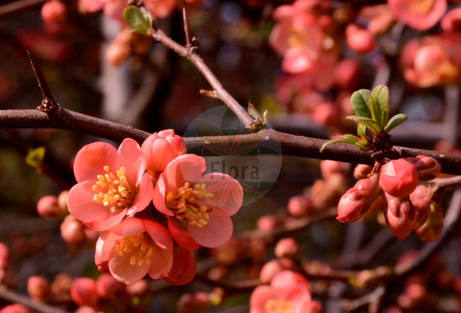 Foto von Chaenomeles speciosa (Chinese Quince). Das Bild zeigt Bluete. Das Foto wurde in Darmstadt, Hessen, Deutschland aufgenommen. ---- Photo of Chaenomeles speciosa (Chinese Quince). The image is showing flower. The picture was taken in Darmstadt, Hesse, Germany.(Chaenomeles speciosa,Chinese Quince,Chaenomeles cardinalis,Chaenomeles eburnea,Chaenomeles lagenaria,Chaenomeles speciosa,Cydonia lagenaria,Cydonia speciosa,Chaenomeles,Rosaceae,Rosengewächse,Rose family,Bluete,flower)