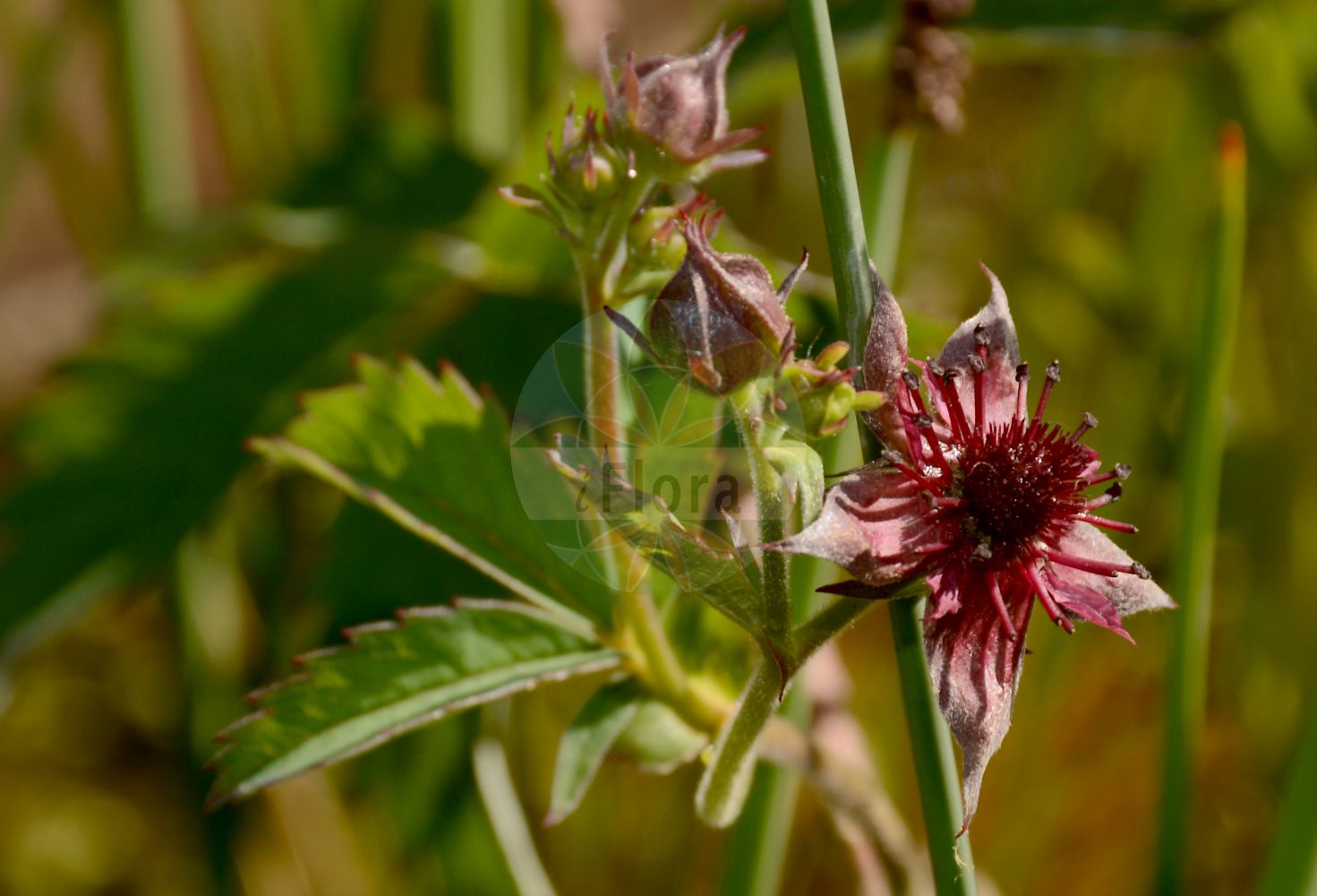 Foto von Comarum palustre (Sumpfblutauge - Marsh Cinquefoil). Das Bild zeigt Blatt. Das Foto wurde in Besancon, Bourgogne-Franche-Comté (Präfektur), Frankreich aufgenommen. ---- Photo of Comarum palustre (Sumpfblutauge - Marsh Cinquefoil). The image is showing leaf. The picture was taken in Besançon, Bourgogne-Franche-Comté.(Comarum palustre,Sumpfblutauge,Marsh Cinquefoil,Argentina rubra,Comarum angustifolium,Comarum arcticum,Comarum digitatum,Comarum palustre,Comarum rubrum,Comarum tomentosum,Fragaria palustris,Fragaria pinnatifida,Pancovia angustifolia,Pancovia digitata,Pancovia palustris,Potentilla angustifolia,Potentilla comariformis,Potentilla comarum,Potentilla digitata,Potentilla palustris,Potentilla rubra,Sumpfblutauge,Sumpf-Blutauge,Sumpf-Fingerkraut,Marsh Cinquefoil,Purple Marshlocks,Comarum,Fingerkraut,Marsh Cinquefoil,Rosaceae,Rosengewächse,Rose family,Blatt,leaf)