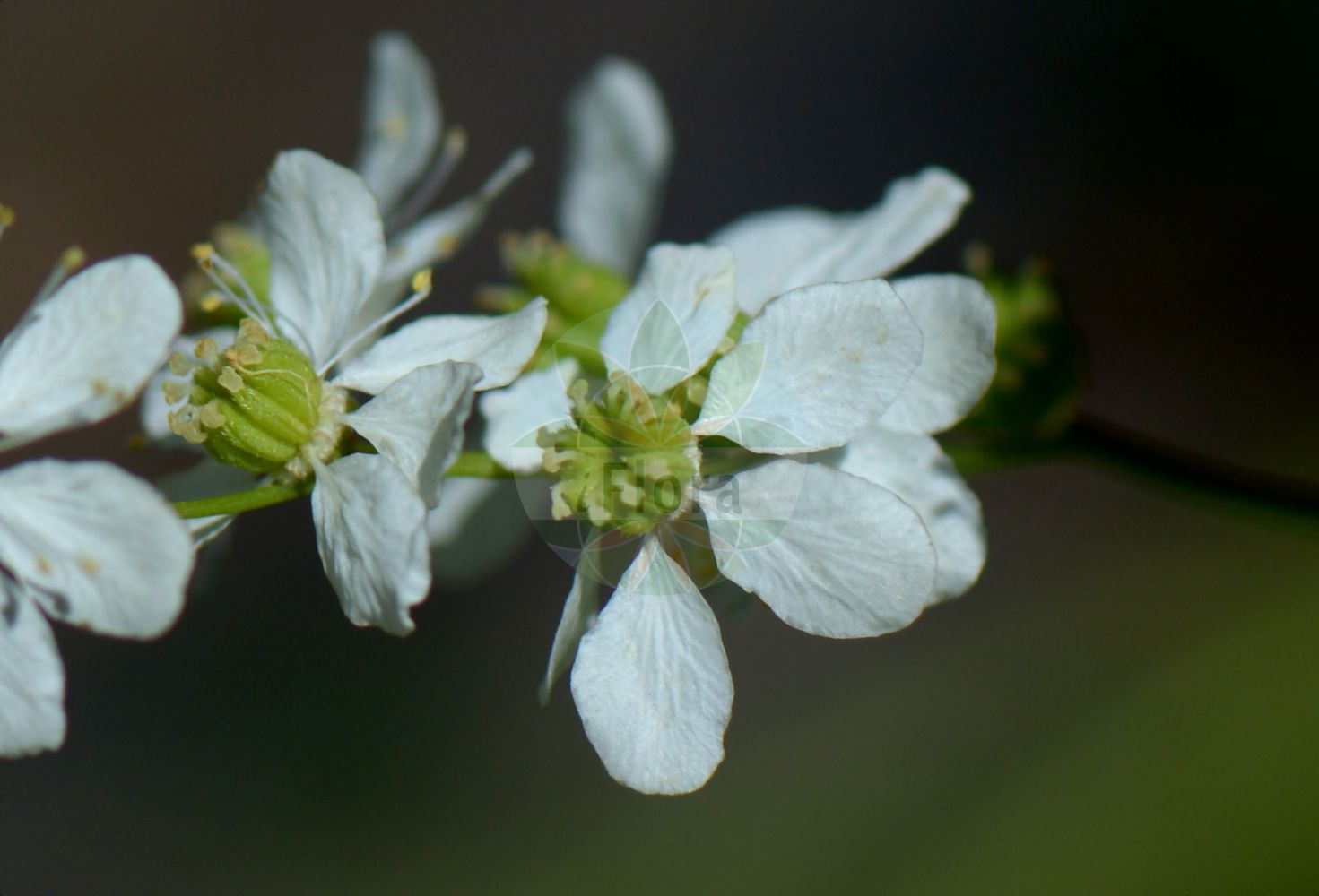 Foto von Filipendula vulgaris (Kleines Mädesüß - Dropwort). Das Bild zeigt Bluete und Frucht. Das Foto wurde in Oslo, Norwegen aufgenommen. ---- Photo of Filipendula vulgaris (Kleines Mädesüß - Dropwort). The image is showing flower and fruit. The picture was taken in Oslo, Norway.(Filipendula vulgaris,Kleines Mädesüß,Dropwort,Filipendula hexapetala,Filipendula pubescens,Filipendula vulgaris,Spiraea filipendula,Spiraea gigantea,Spiraea noeana,Spiraea pubescens,Spiraea tuberosa,Spiraea vulgaris,Ulmaria filipendula,Kleines Maedesuess,Knollen-Maedesuess,Knollige Spierstaude,Dropwort,Meadowsweet,Filipendula,Mädesüß,Queen,Rosaceae,Rosengewächse,Rose family,Bluete,Frucht,flower,fruit)