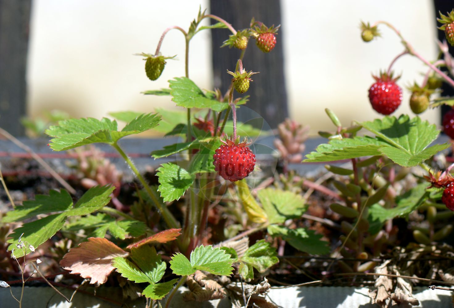 Foto von Fragaria vesca (Wald-Erdbeere - Wild Strawberry). Das Bild zeigt Blatt und Frucht. Das Foto wurde in Bacharach, Mainz-Bingen, Rheinland-Pfalz, Deutschland, Mittelrheintal aufgenommen. ---- Photo of Fragaria vesca (Wald-Erdbeere - Wild Strawberry). The image is showing leaf and fruit. The picture was taken in Bacharach, Mainz-Bingen, Rhineland-Palatinate, Germany, Mittelrheintal.(Fragaria vesca,Wald-Erdbeere,Wild Strawberry,Dactylophyllum fragaria,Fragaria abnormis,Fragaria aliena,Fragaria alpina,Fragaria botryformis,Fragaria bractetata,Fragaria eflagellis,Fragaria florentina,Fragaria helleri,Fragaria hortensis,Fragaria minor,Fragaria monophylla,Fragaria multiplex,Fragaria muricata,Fragaria nemoralis,Fragaria nuda,Fragaria portentosa,Fragaria roseiflora,Fragaria semperflorens,Fragaria succulenta,Fragaria sylvestris,Fragaria unifolia,Fragaria vesca,Fragaria vulgaris,Potentilla vesca,Wald-Erdbeere,Scharlach-Erdbeere,Wild Strawberry,European Strawberry,Woodland Strawberry,Virginia Strawberry,Fragaria,Erdbeere,Strawberry,Rosaceae,Rosengewächse,Rose family,Blatt,Frucht,leaf,fruit)