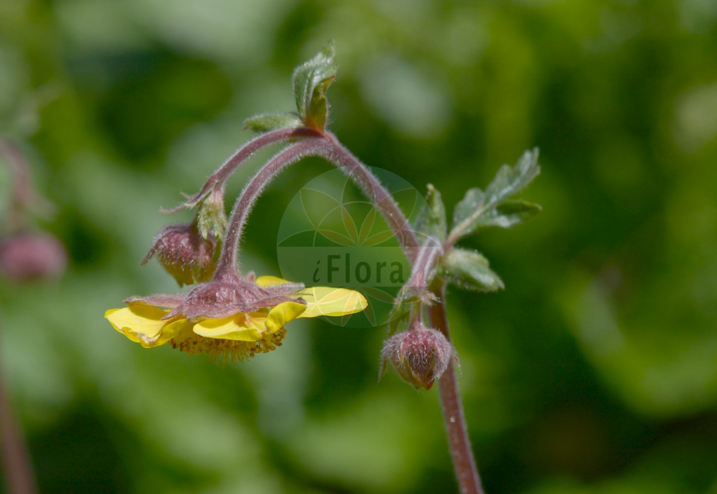 Foto von Geum x sudeticum. Das Bild zeigt Blatt und Bluete. Das Foto wurde in Schachen, Garmisch-Partenkirchen, Bayern, Deutschland, Alpen aufgenommen. ---- Photo of Geum x sudeticum. The image is showing leaf and flower. The picture was taken in Schachen, Garmisch-Partenkirchen, Bavaria, Germany, Alps.(Geum x sudeticum,Geum,Nelkenwurz,Avens,Rosaceae,Rosengewächse,Rose family,Blatt,Bluete,leaf,flower)