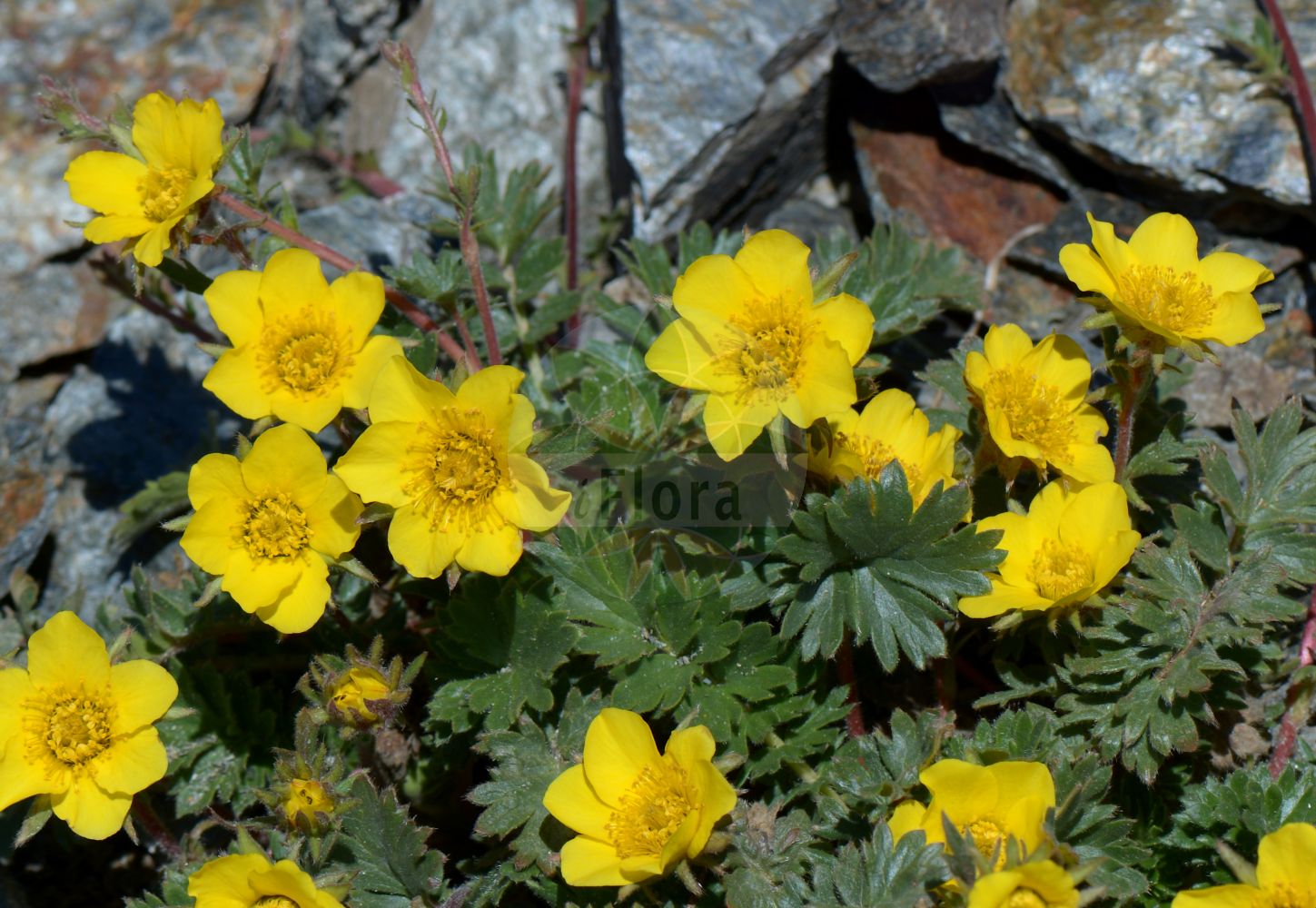 Foto von Geum reptans (Kriechende Nelkenwurz - Creeping Avens). Das Bild zeigt Blatt und Bluete. Das Foto wurde in Stilfserjoch, Bormio, Lombardia, Italien, Alpen aufgenommen. ---- Photo of Geum reptans (Kriechende Nelkenwurz - Creeping Avens). The image is showing leaf and flower. The picture was taken in Stilfserjoch, Bormio, Lombardia, Italy, Alps.(Geum reptans,Kriechende Nelkenwurz,Creeping Avens,Bernullia reptans,Caryophyllata reptans,Geum reptans,Novosieversia reptans,Parageum reptans,Sieversia reptans,Kriechende Nelkenwurz,Gletscher-Petersbart,Creeping Avens,Geum,Nelkenwurz,Avens,Rosaceae,Rosengewächse,Rose family,Blatt,Bluete,leaf,flower)