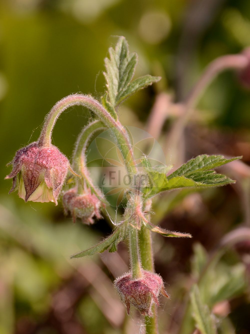 Foto von Geum rivale (Bach-Nelkenwurz - Water Avens). Das Bild zeigt Blatt und Bluete. ---- Photo of Geum rivale (Bach-Nelkenwurz - Water Avens). The image is showing leaf and flower.(Geum rivale,Bach-Nelkenwurz,Water Avens,Anemone dodecaphylla,Bernullia hybrida,Bernullia rivalis,Caryophyllata aquatica,Caryophyllata nutans,Caryophyllata rivalis,Geum hybridum,Geum nutans,Geum pallidum,Geum rivale,Geum rivale subsp. islandicum,Bach-Nelkenwurz,Water Avens,Indian Chocolate,Purple Avens,Geum,Nelkenwurz,Avens,Rosaceae,Rosengewächse,Rose family,Blatt,Bluete,leaf,flower)