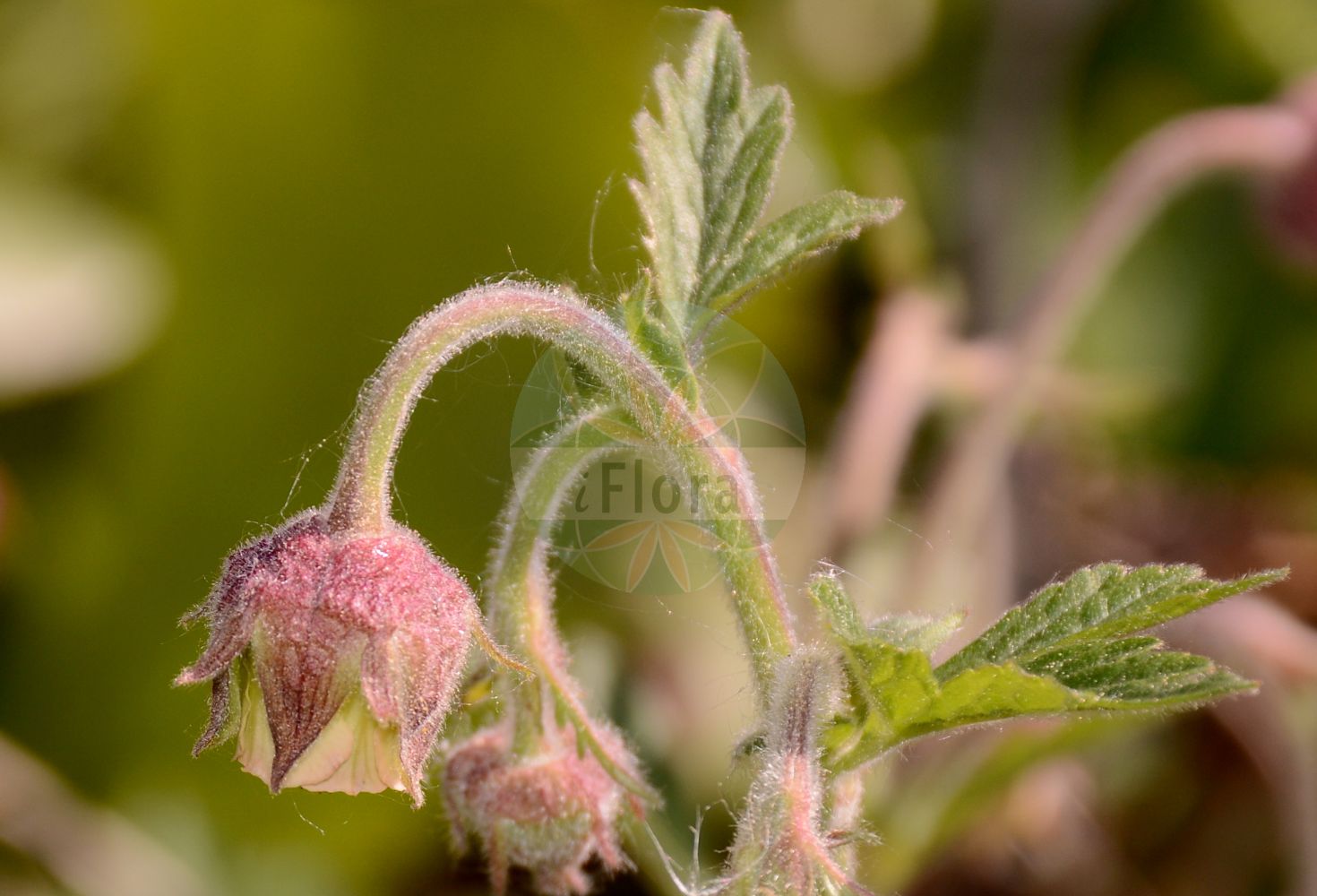Foto von Geum rivale (Bach-Nelkenwurz - Water Avens). Das Bild zeigt Blatt und Bluete. ---- Photo of Geum rivale (Bach-Nelkenwurz - Water Avens). The image is showing leaf and flower.(Geum rivale,Bach-Nelkenwurz,Water Avens,Anemone dodecaphylla,Bernullia hybrida,Bernullia rivalis,Caryophyllata aquatica,Caryophyllata nutans,Caryophyllata rivalis,Geum hybridum,Geum nutans,Geum pallidum,Geum rivale,Geum rivale subsp. islandicum,Bach-Nelkenwurz,Water Avens,Indian Chocolate,Purple Avens,Geum,Nelkenwurz,Avens,Rosaceae,Rosengewächse,Rose family,Blatt,Bluete,leaf,flower)