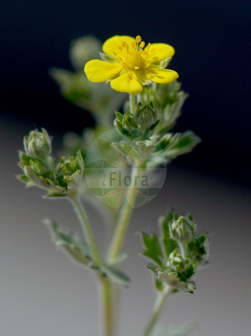 Foto von Potentilla argentea (Silber-Fingerkraut - Hoary Cinquefoil). Das Bild zeigt Blatt und Bluete. Das Foto wurde in Frankfurt, Hessen, Deutschland, Oberrheinisches Tiefland und Rhein-Main-Ebene aufgenommen. ---- Photo of Potentilla argentea (Silber-Fingerkraut - Hoary Cinquefoil). The image is showing leaf and flower. The picture was taken in Frankfurt, Hesse, Germany, Oberrheinisches Tiefland and Rhein-Main-Ebene.(Potentilla argentea,Silber-Fingerkraut,Hoary Cinquefoil,Fragaria argentea,Hypargyrium argentatum,Hypargyrium argenteum,Hypargyrium canum,Hypargyrium confine,Hypargyrium decumbens,Hypargyrium demissum,Hypargyrium tenuilobum,Pentaphyllum argenteum,Potentilla absinthifolia,Potentilla acutifida,Potentilla albipellis,Potentilla albovillosa,Potentilla argentata,Potentilla argentea,Potentilla cana,Potentilla candicans,Potentilla confinis,Potentilla decora,Potentilla decumbens,Potentilla demissa,Potentilla dissecta,Potentilla grandiceps,Potentilla incanescens,Potentilla leucochroa,Potentilla macrotoma,Potentilla magyarica,Potentilla minuta,Potentilla neglecta,Potentilla pseudocalabra,Potentilla septemsecta,Potentilla superlata,Potentilla tenerrima,Potentilla tenuiloba,Potentilla tephrodes,Potentilla tomentosa,Potentilla varia,Potentilla wallrothii,Potentilla wislicenii,Silber-Fingerkraut,Silber-Fingerkraut,Übersehenes Fingerkraut,Hoary Cinquefoil,Silver Cinquefoil,Silvery Cinquefoil,Potentilla,Fingerkraut,Cinquefoil,Rosaceae,Rosengewächse,Rose family,Blatt,Bluete,leaf,flower)