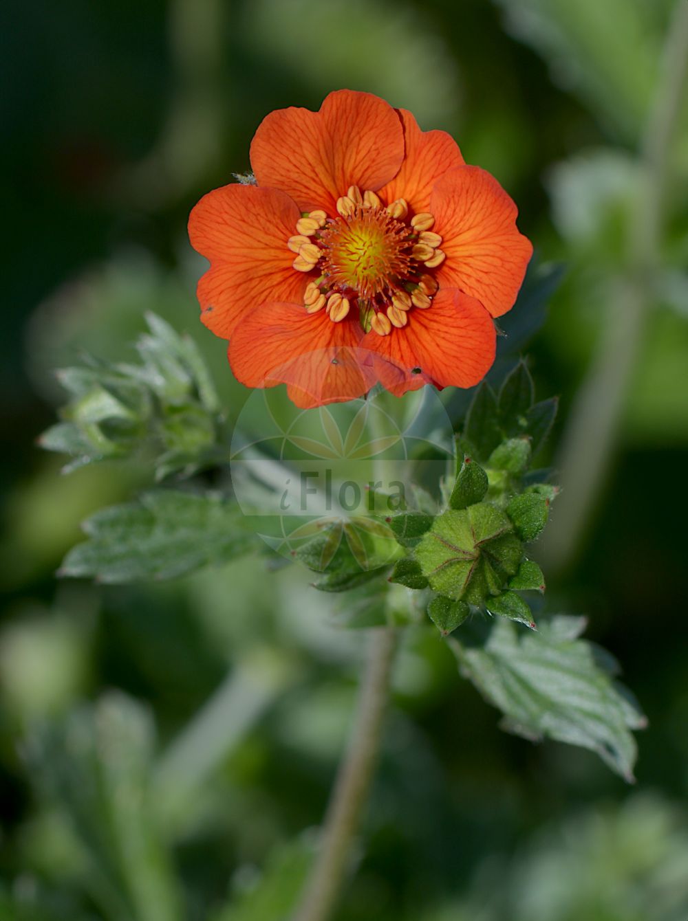 Foto von Potentilla atrosanguinea. Das Bild zeigt Bluete. Das Foto wurde in Göteborg, Schweden aufgenommen. ---- Photo of Potentilla atrosanguinea. The image is showing flower. The picture was taken in Gothenburg, Sweden.(Potentilla atrosanguinea,Potentilla,Fingerkraut,Cinquefoil,Rosaceae,Rosengewächse,Rose family,Bluete,flower)
